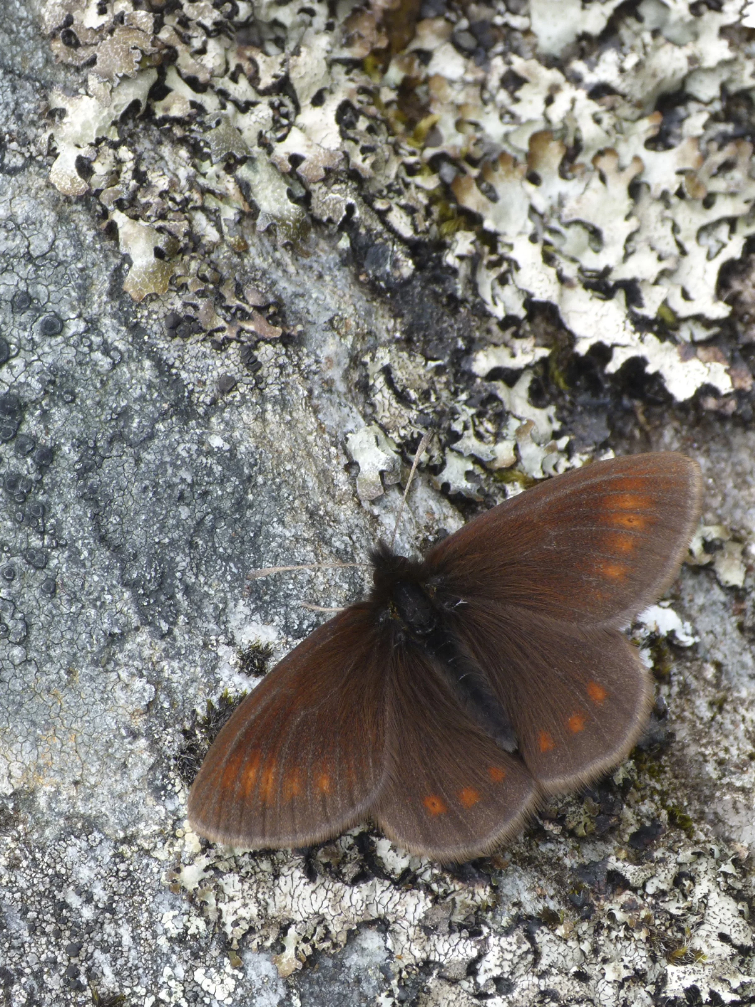  Mountain Ringlet,  Erebia epiphron.  