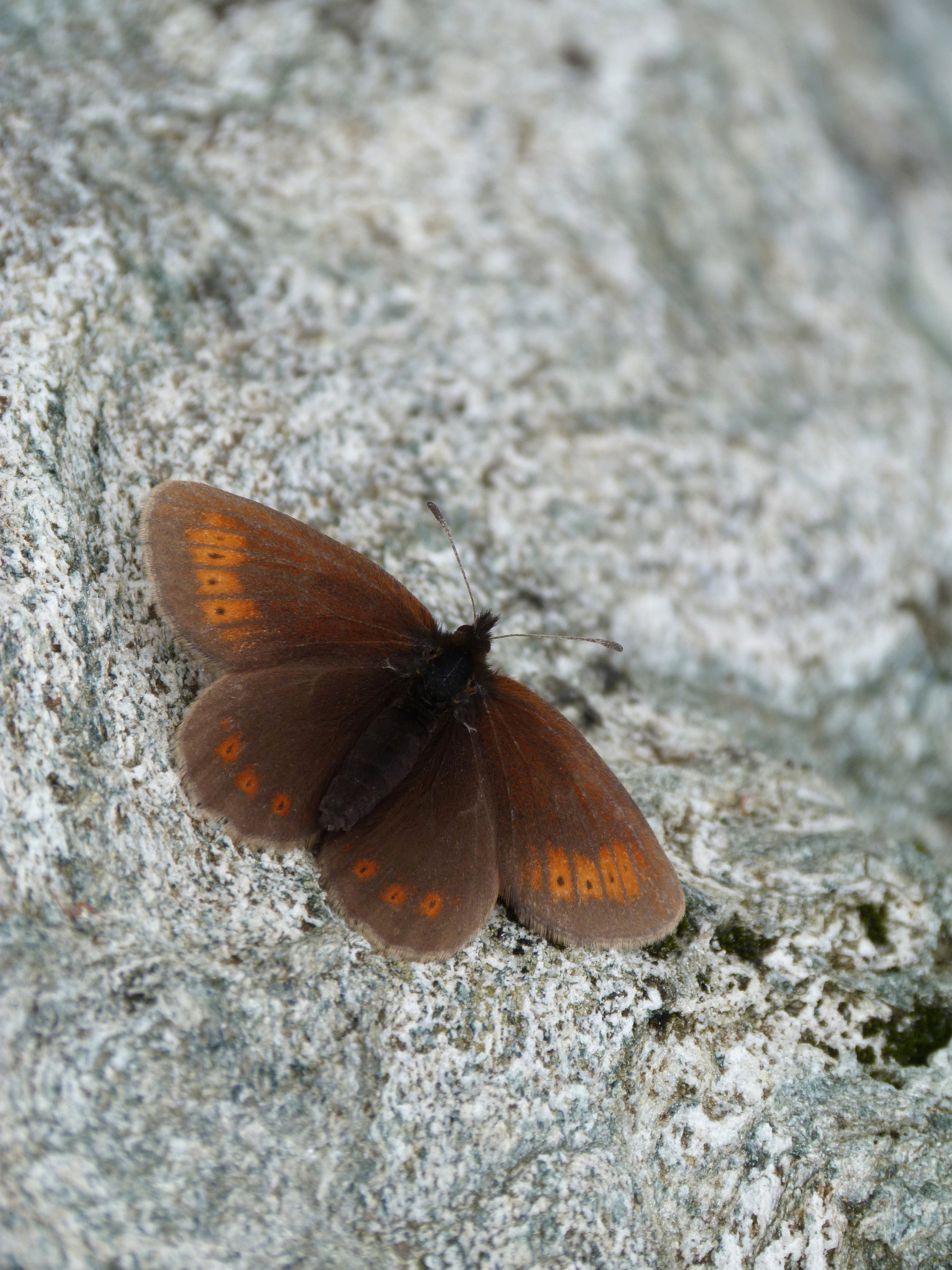  Mountain Ringlet,  Erebia epiphron.  