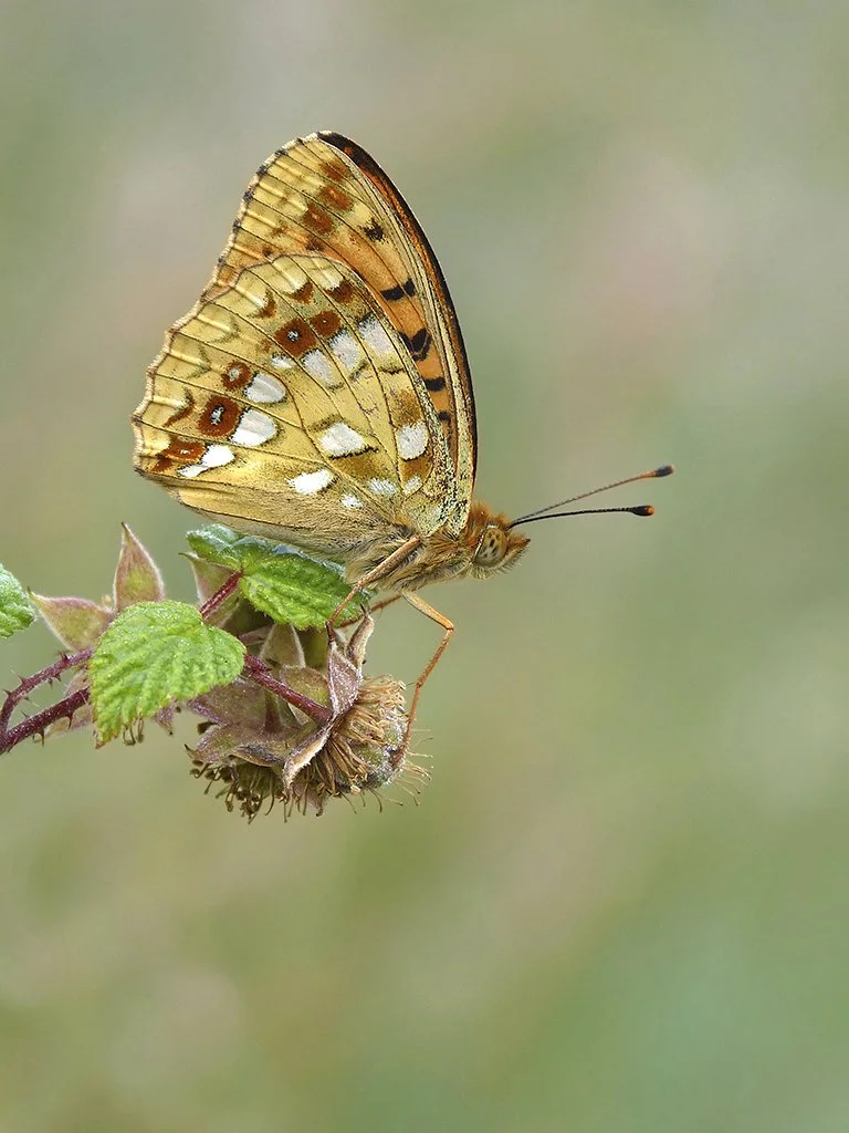  High Brown Fritillary,  Fabriciana adippe  (male). 