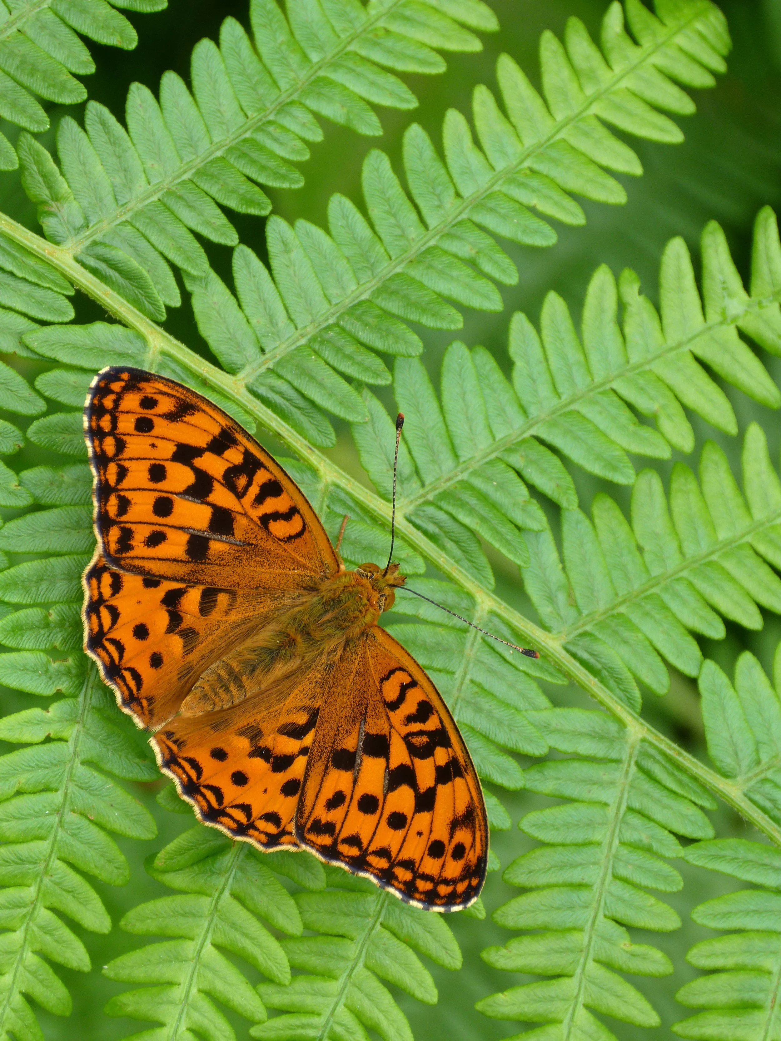  High Brown Fritillary,  Fabriciana adippe  (male). 