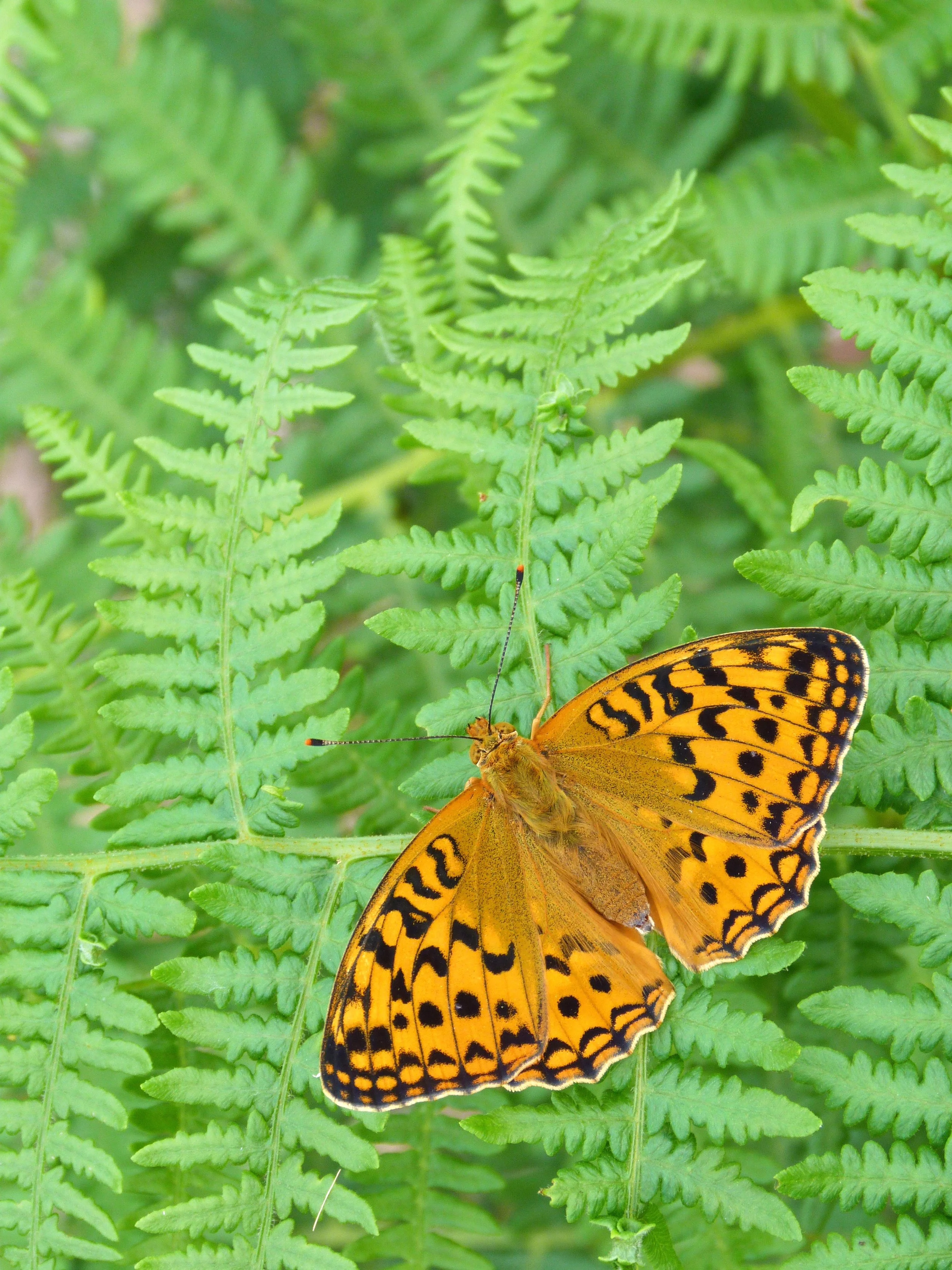  High Brown Fritillary,  Fabriciana adippe  (female). 