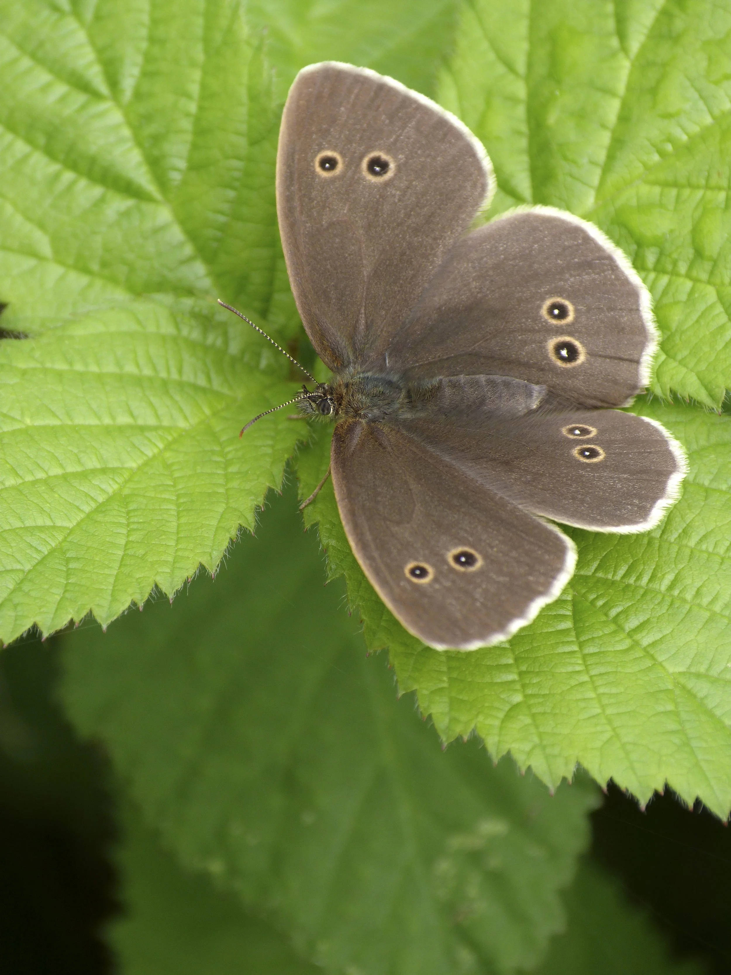  Ringlet,  Aphantopus hyperantus  (female). 