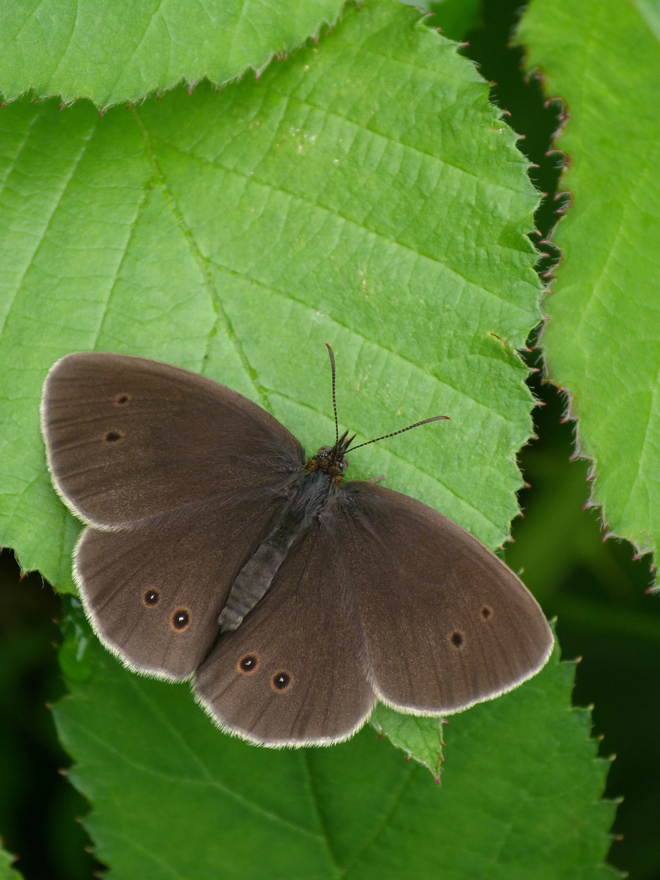  Ringlet,  Aphantopus hyperantus  (male). 