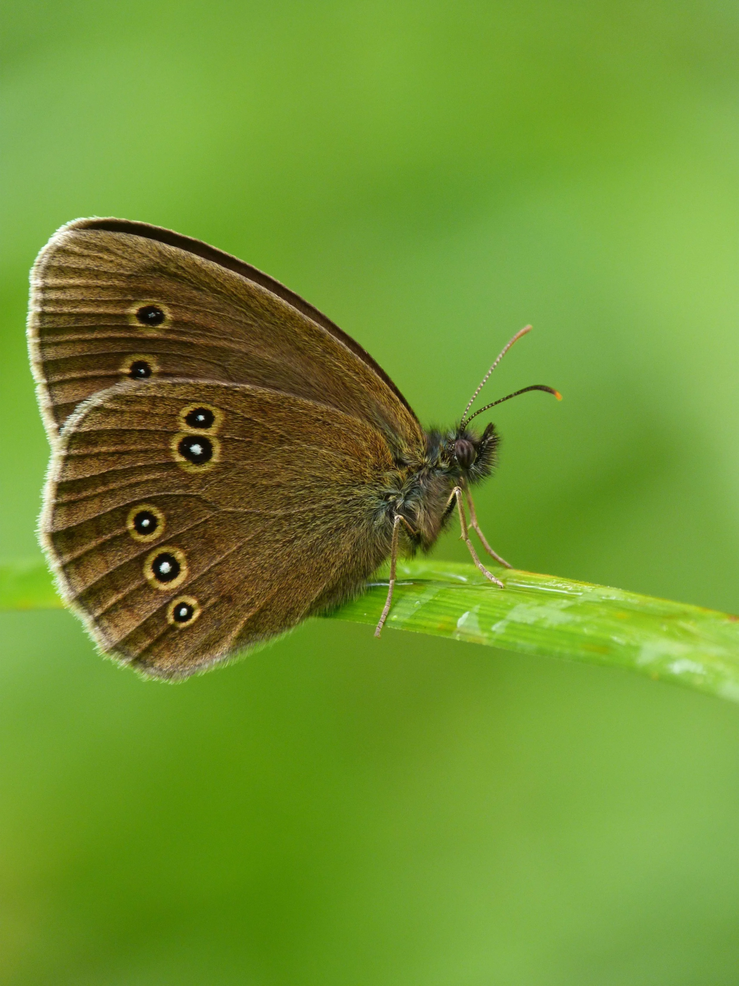  Ringlet,  Aphantopus hyperantus  (female). 