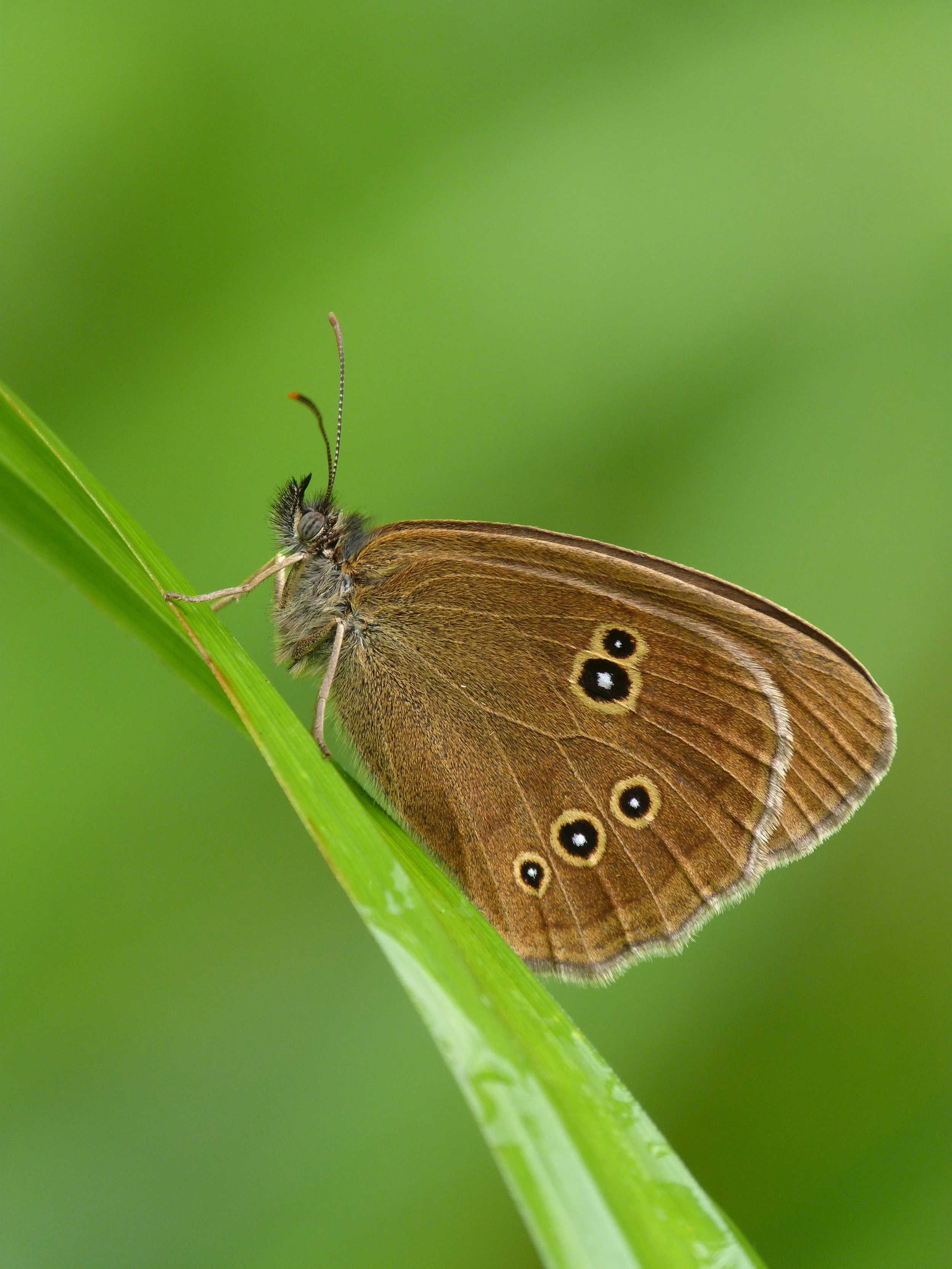  Ringlet,  Aphantopus hyperantus  (female). 