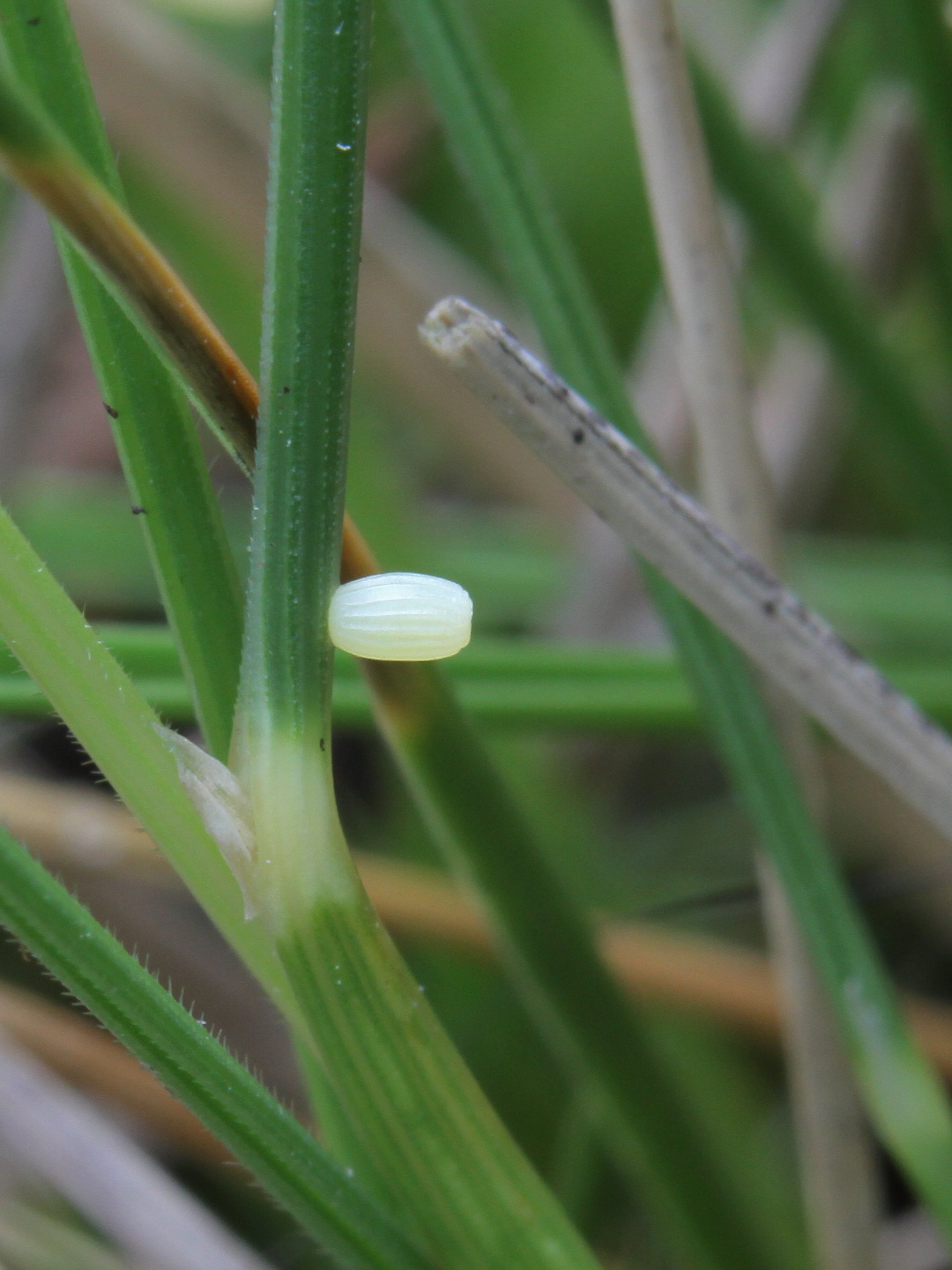  Mountain Ringlet,  Erebia epiphron . Freshly laid egg on  Nardus stricta . 