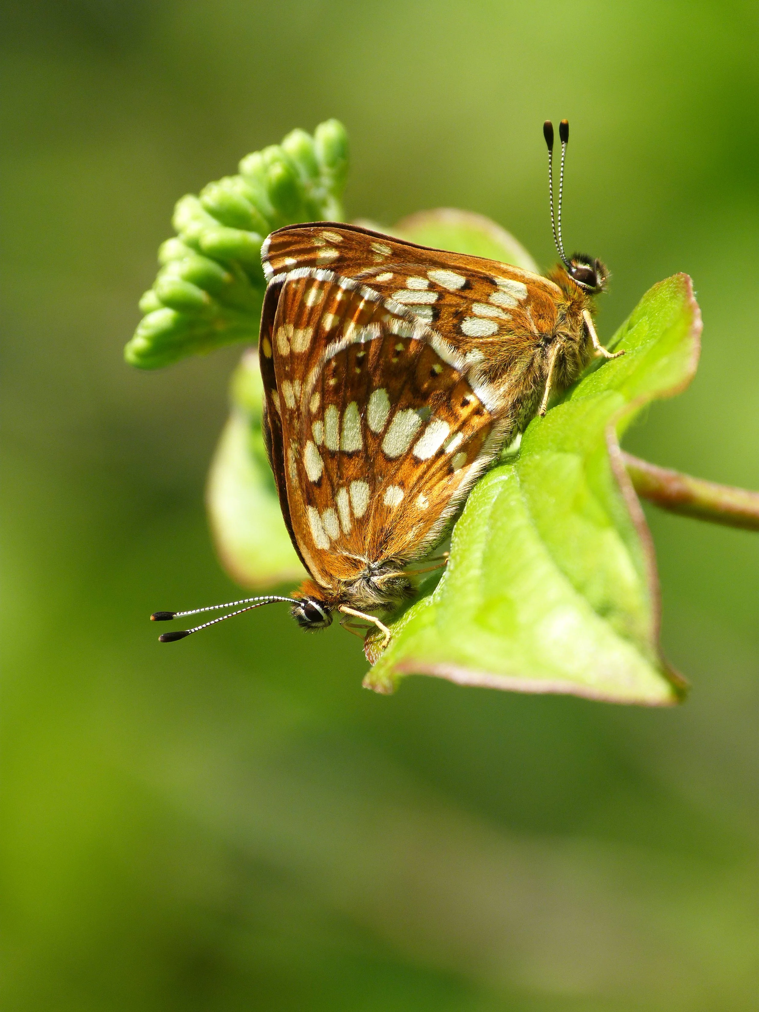  Duke of Burgundy,  Hamearis lucina . 