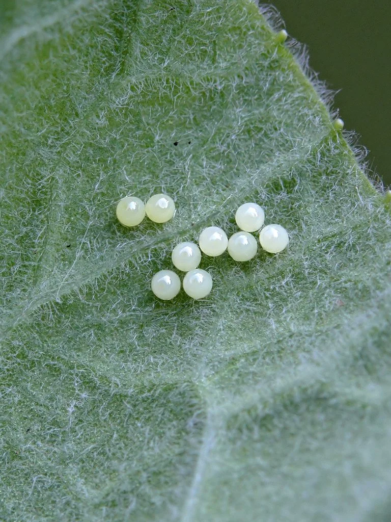  Duke of Burgundy,  Hamearis lucina . Freshly laid eggs on  Primula vulgaris . 
