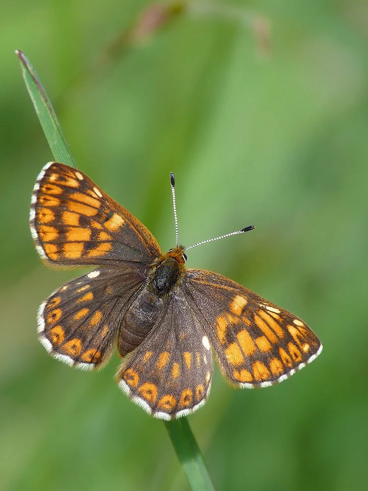  Duke of Burgundy,  Hamearis lucina  (female). 