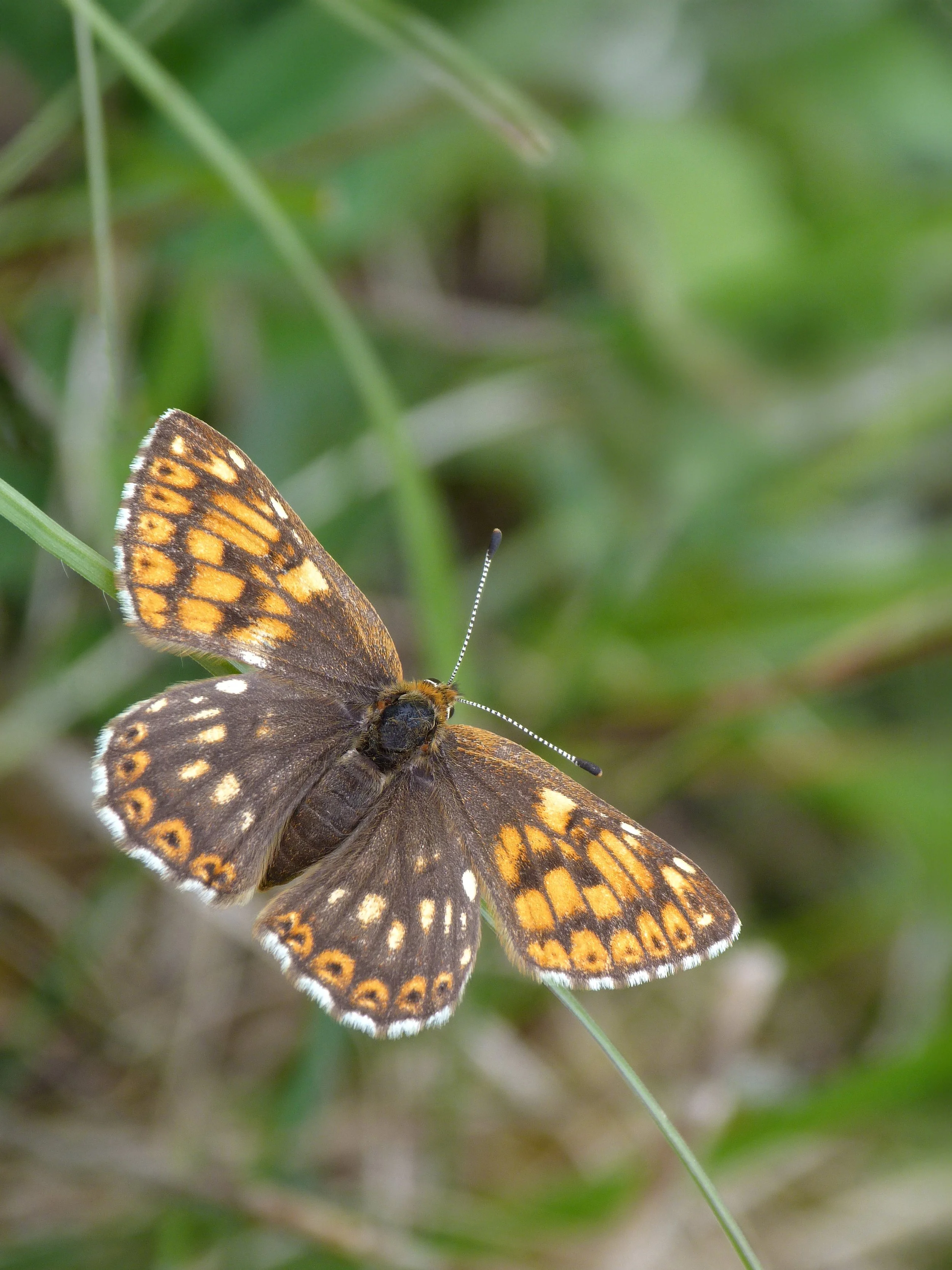  Duke of Burgundy,  Hamearis lucina  (female), referable to ab. albomaculata (Blachier, 1909). 