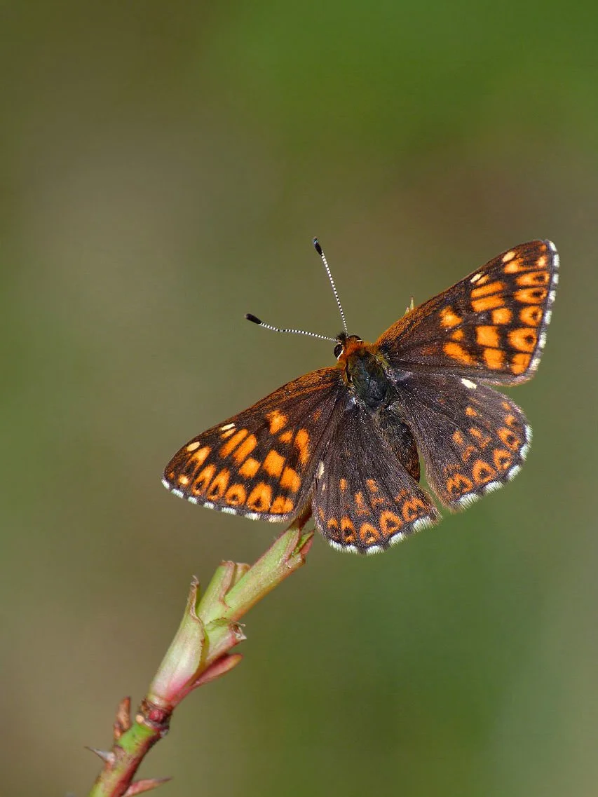  Duke of Burgundy,  Hamearis lucina  (male). 