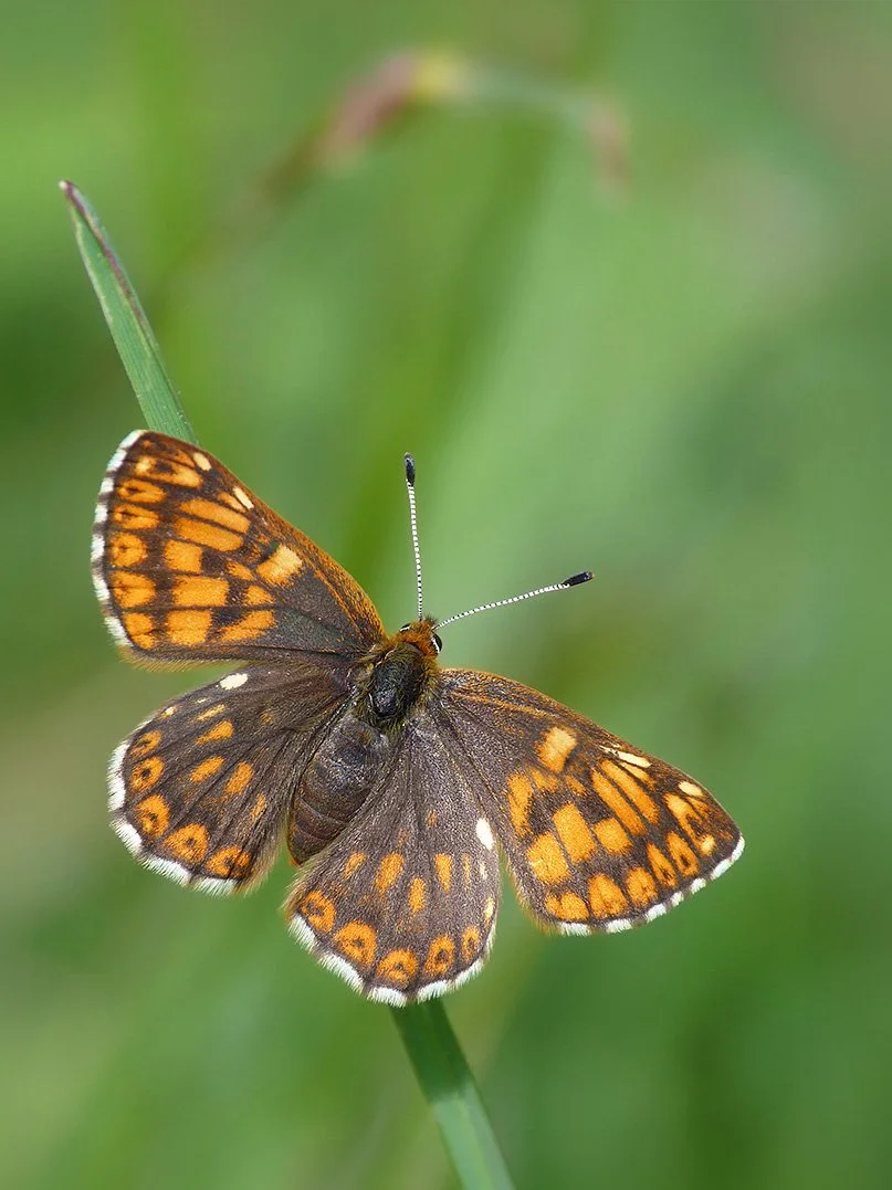  Duke of Burgundy,  Hamearis lucina  (female). 