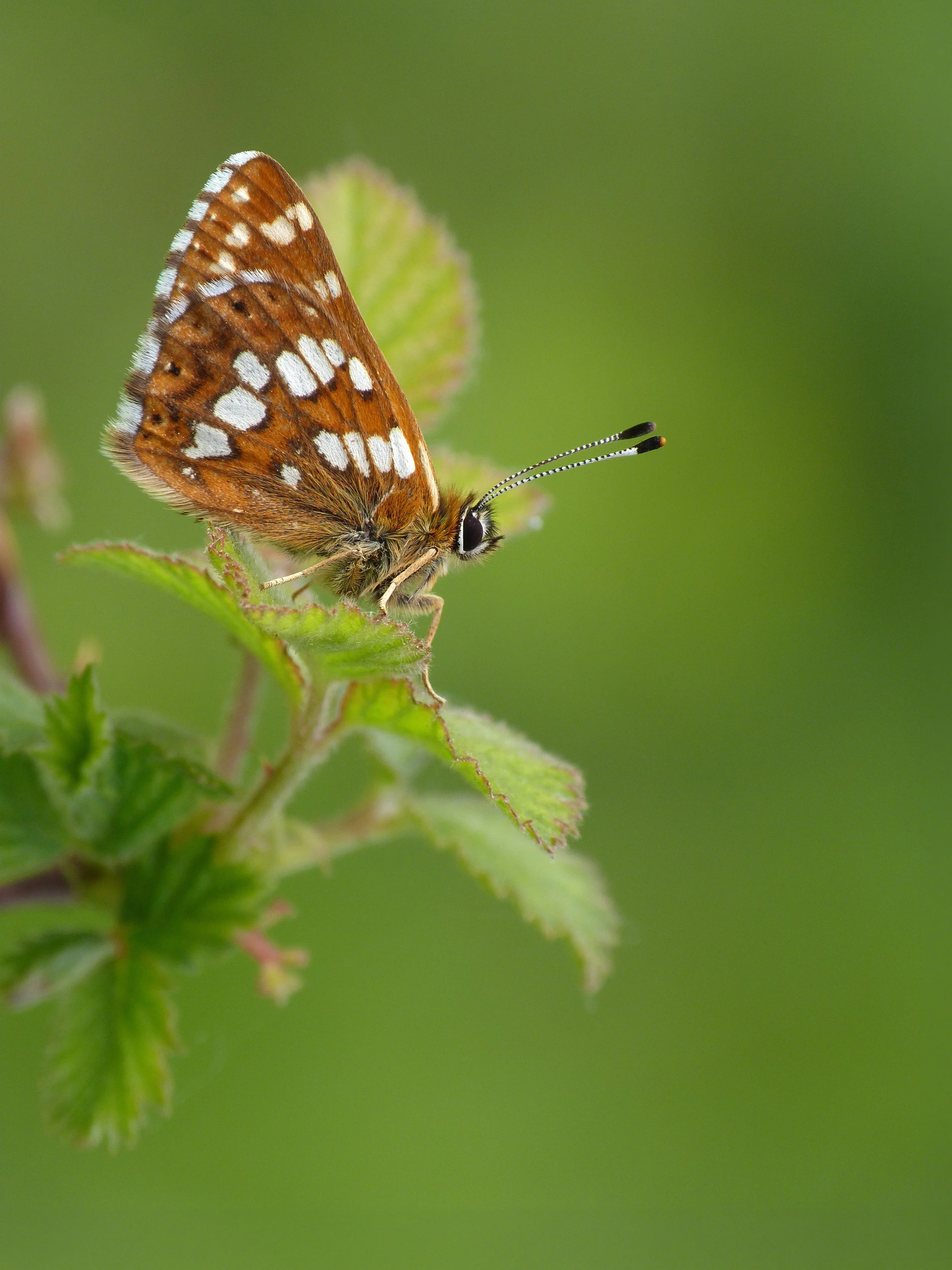  Duke of Burgundy,  Hamearis lucina  (male). 