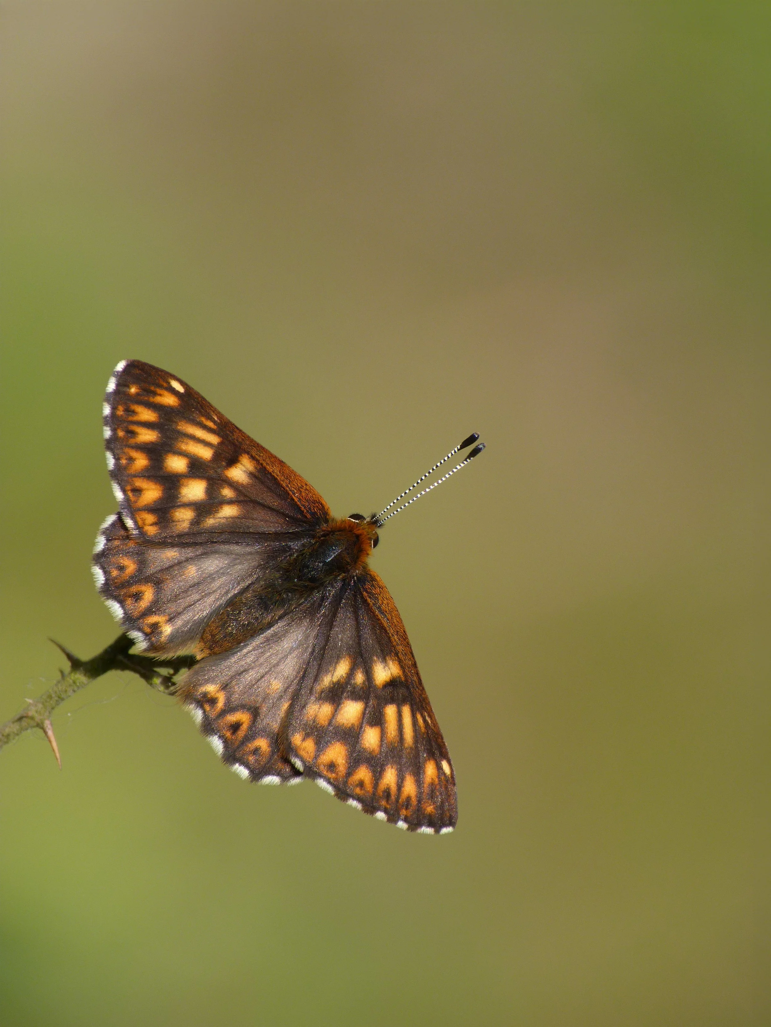  The Duke of Burgundy,  Hamearis lucina  (male). 