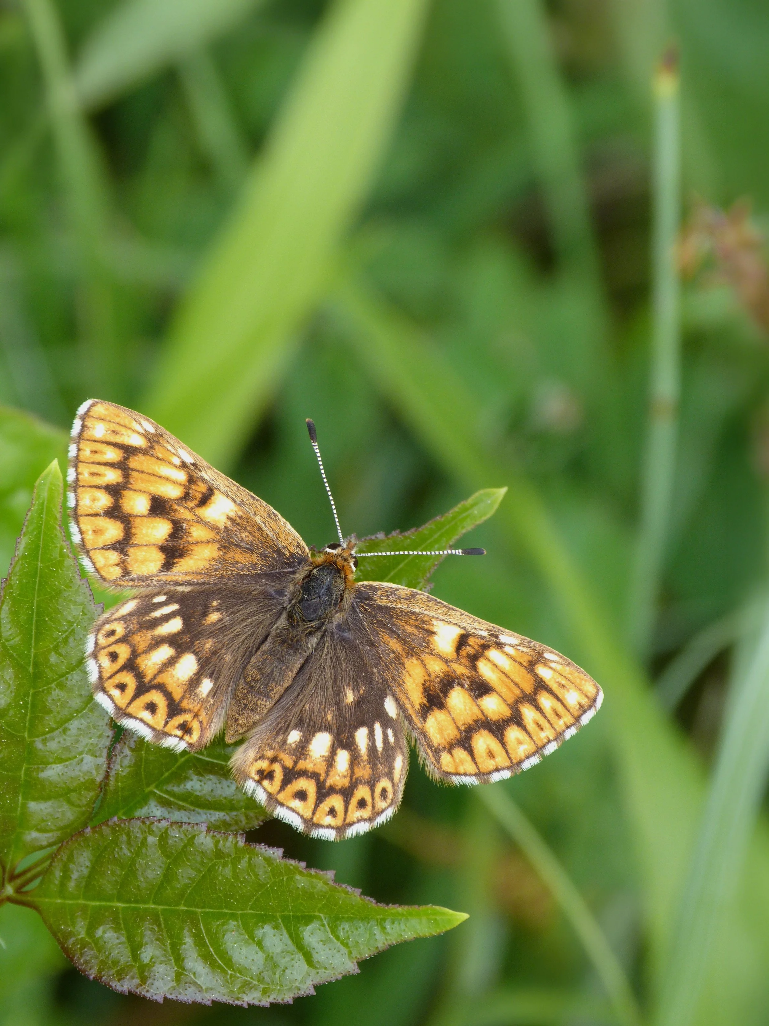  Duke of Burgundy,  Hamearis lucina  (female), referable to ab.  gracilens  (Derenne, 1927) + ab.  albomaculata  (Blachier, 1909). 