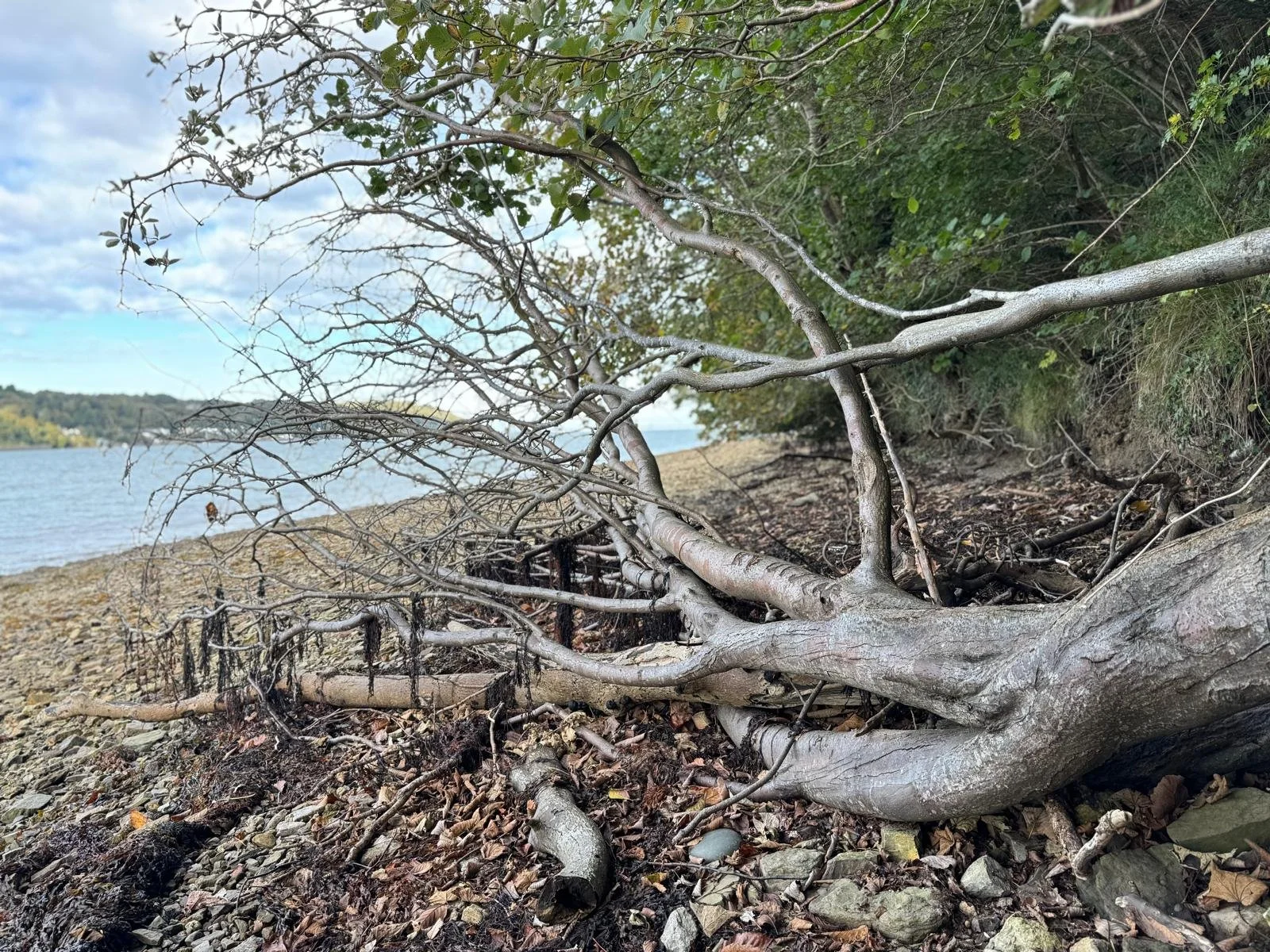  Menai Strait Whitebeam,  Sorbus arvonicola . 