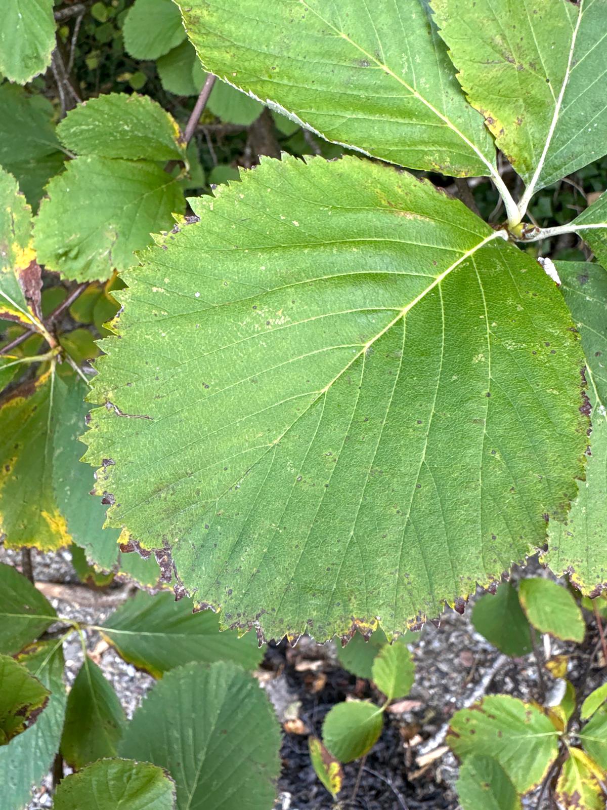 Sorbus arvonicola