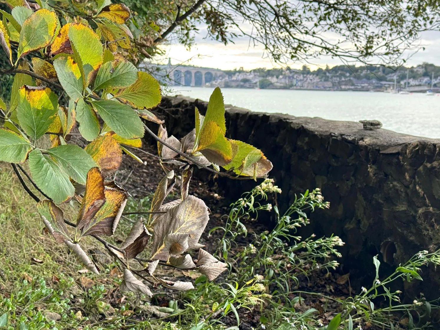  Menai Strait Whitebeam,  Sorbus arvonicola . 