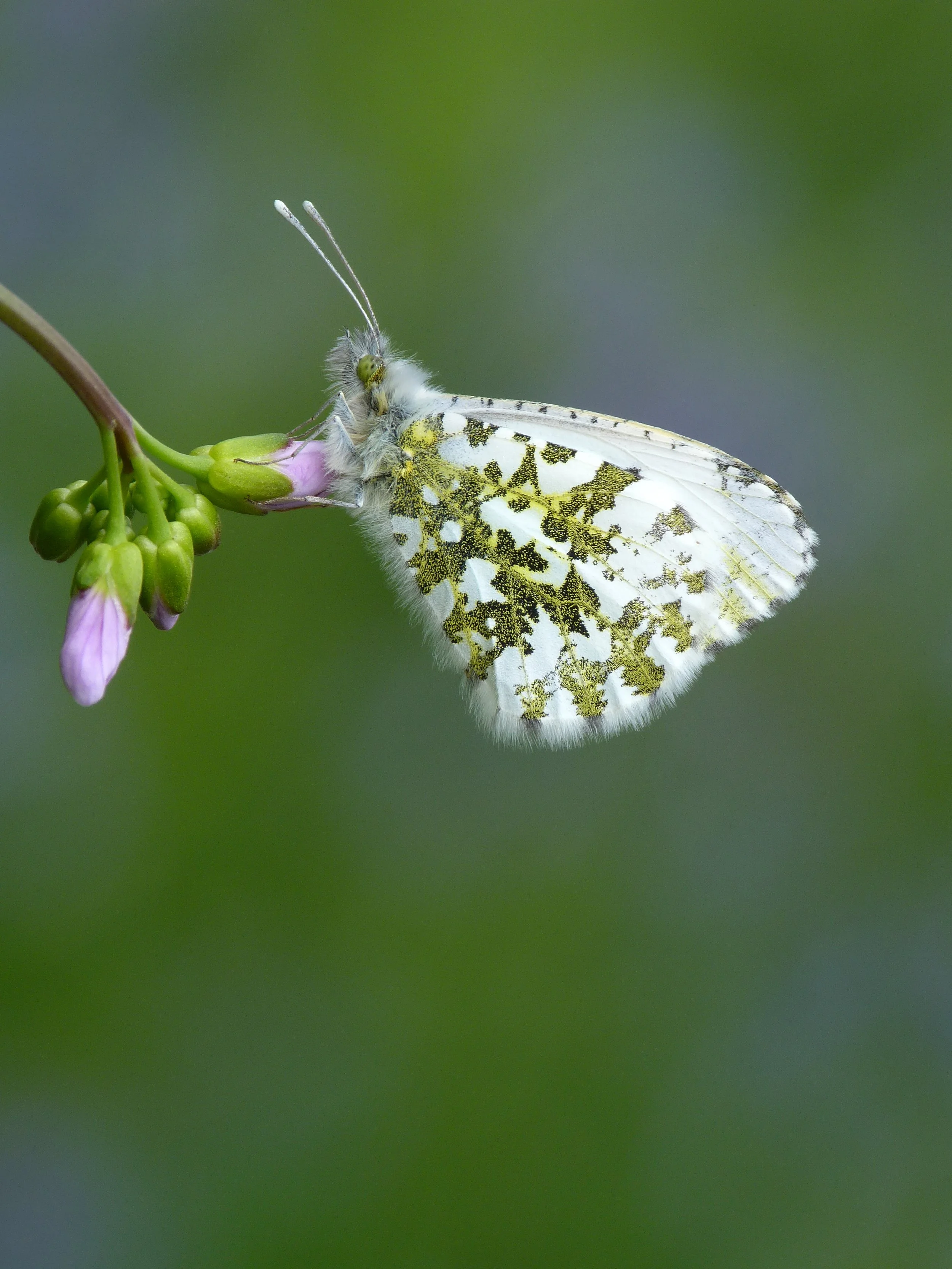  Orange-tip,  Anthocharis cardamines  (female). 