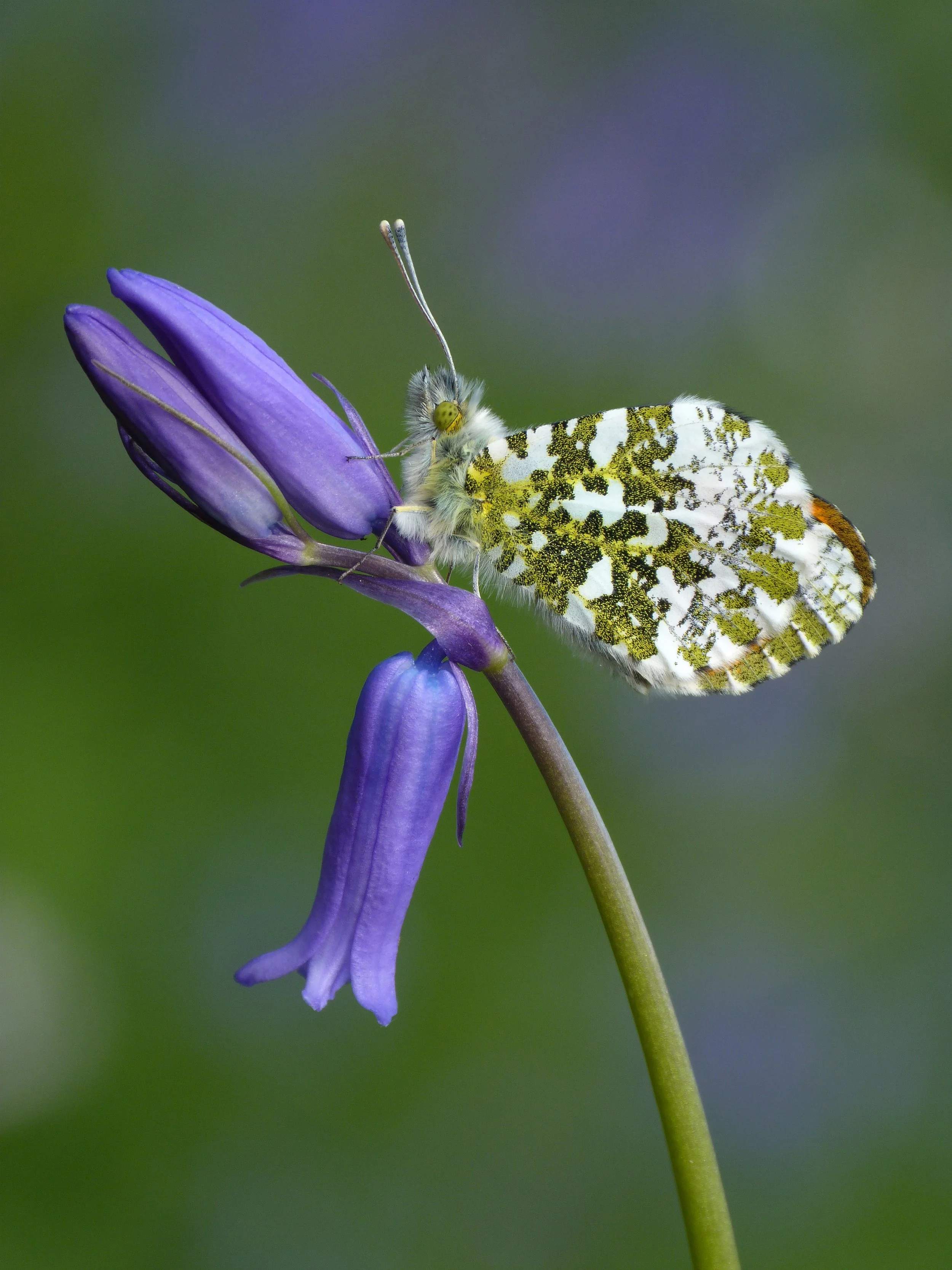 Herald of spring …