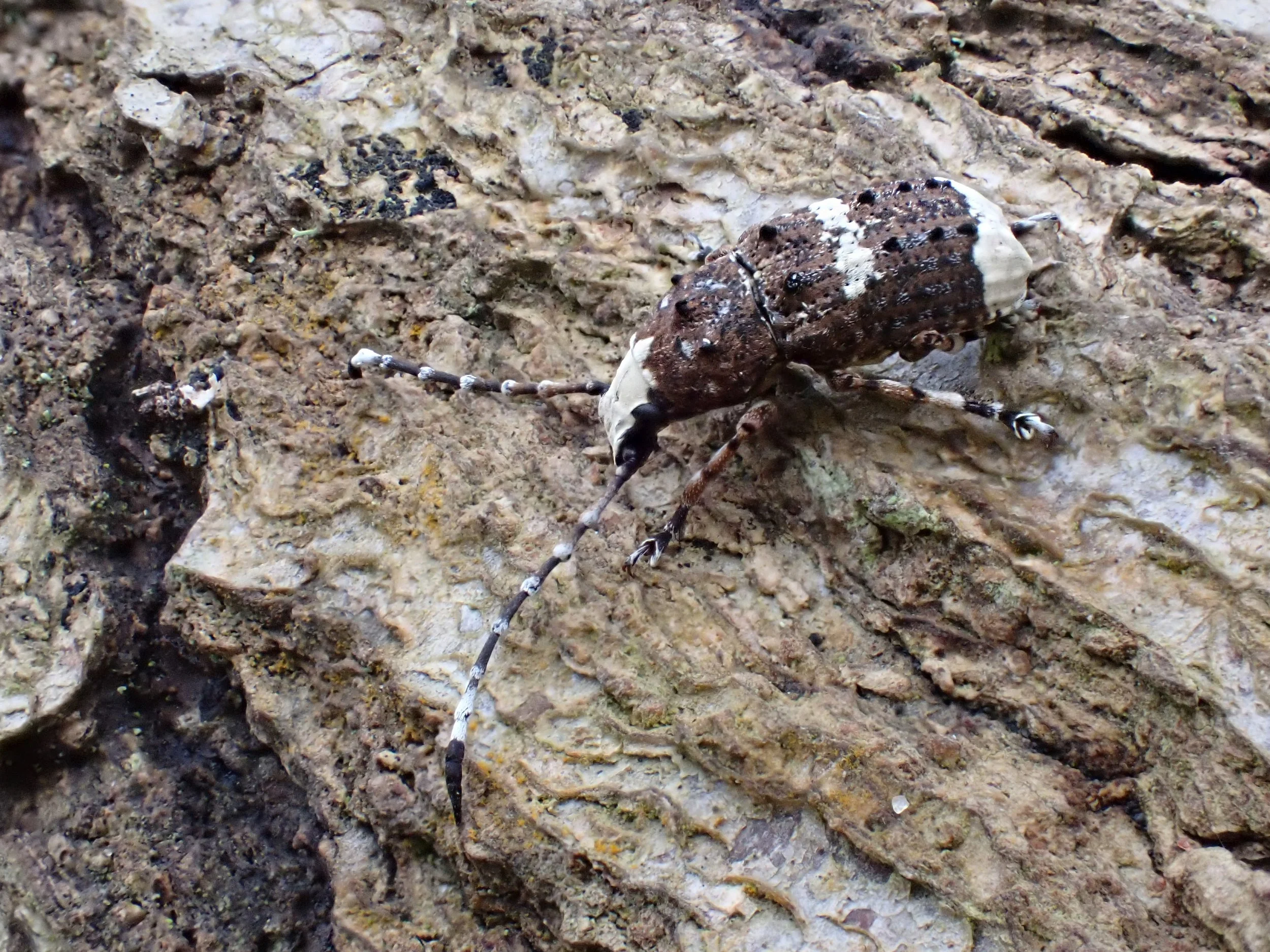   Platystomos albinus  (male). 