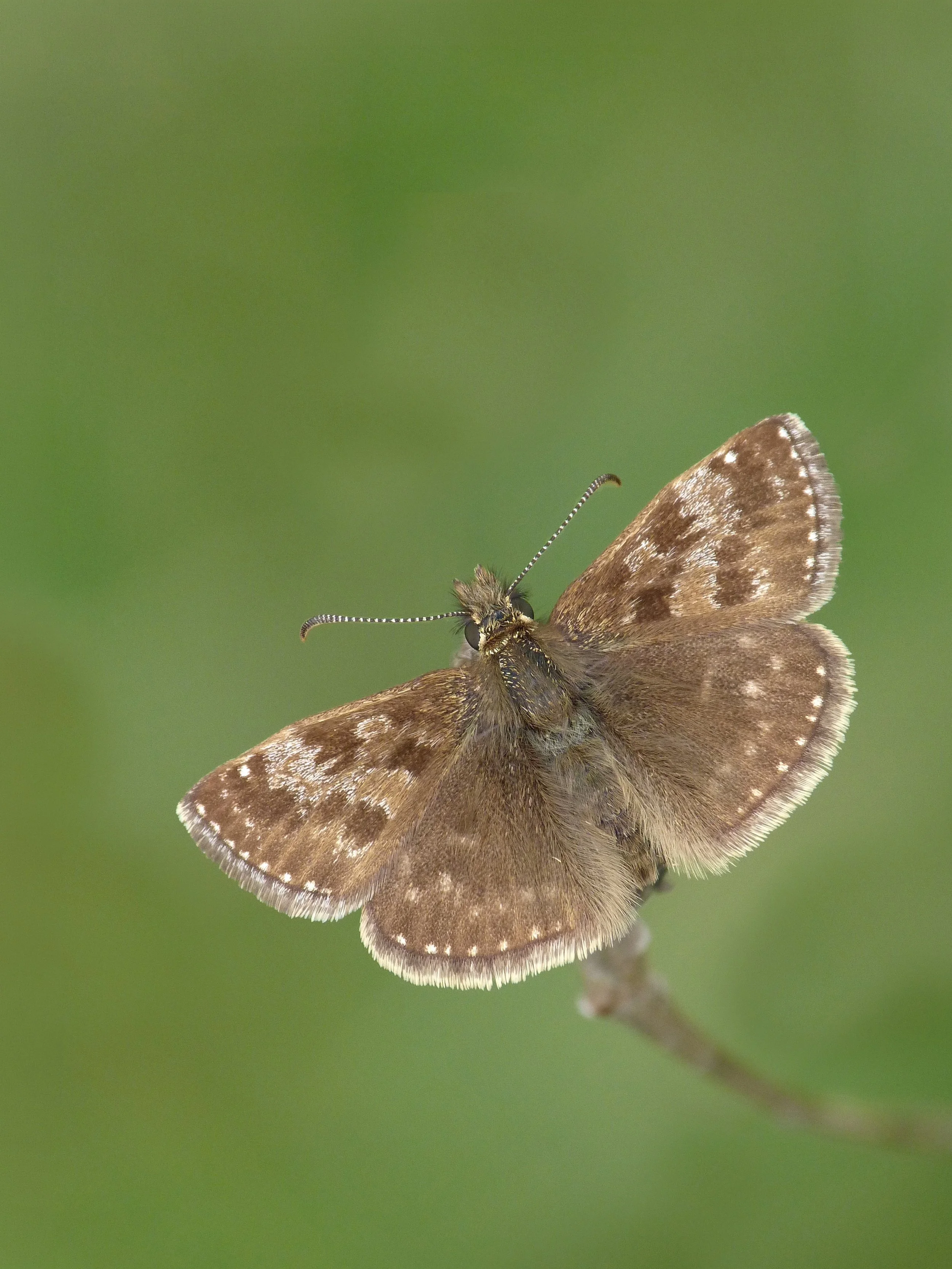  Dingy Skipper,  Erynnis tages . 