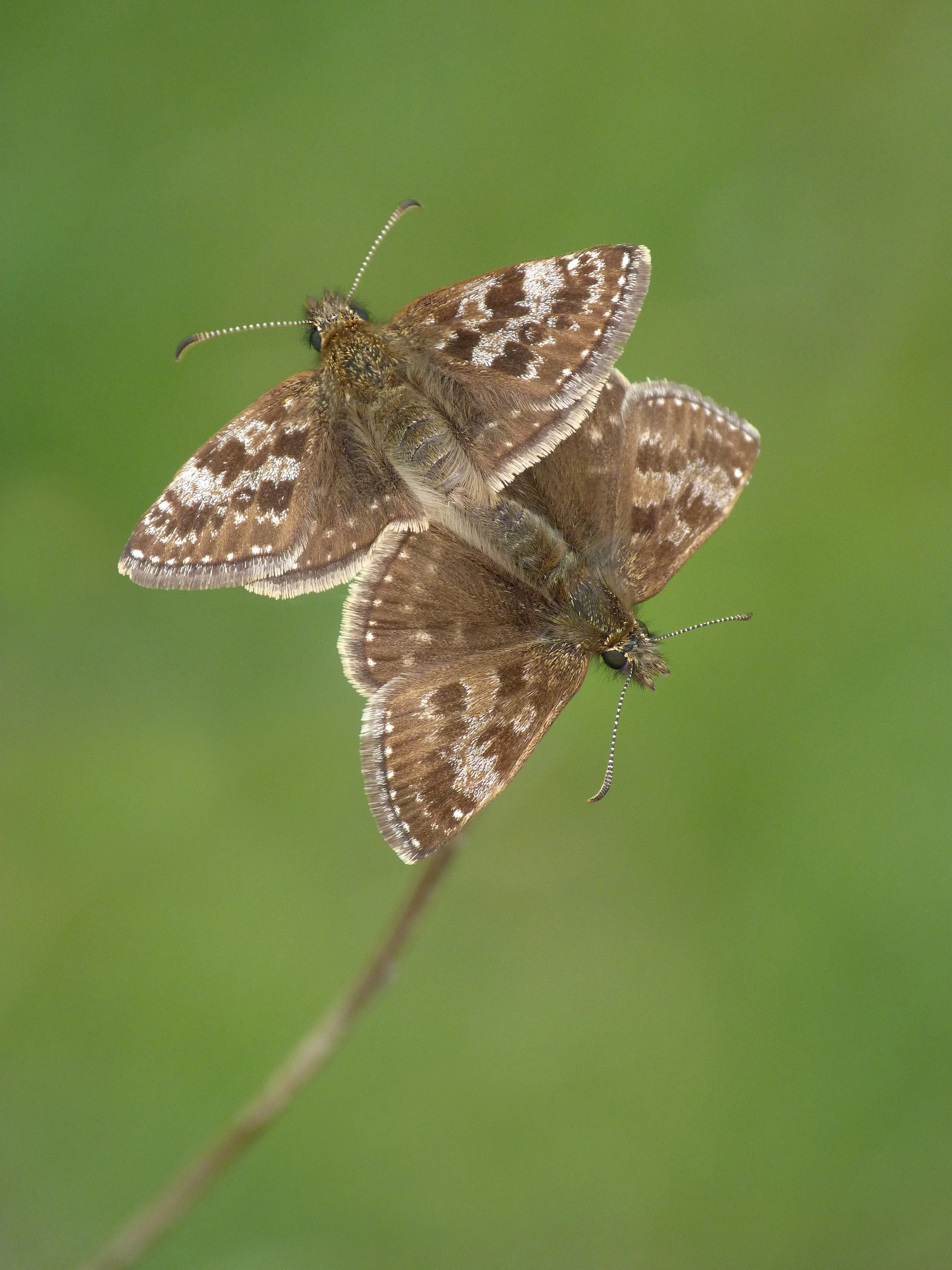  Dingy Skipper,  Erynnis tages . 