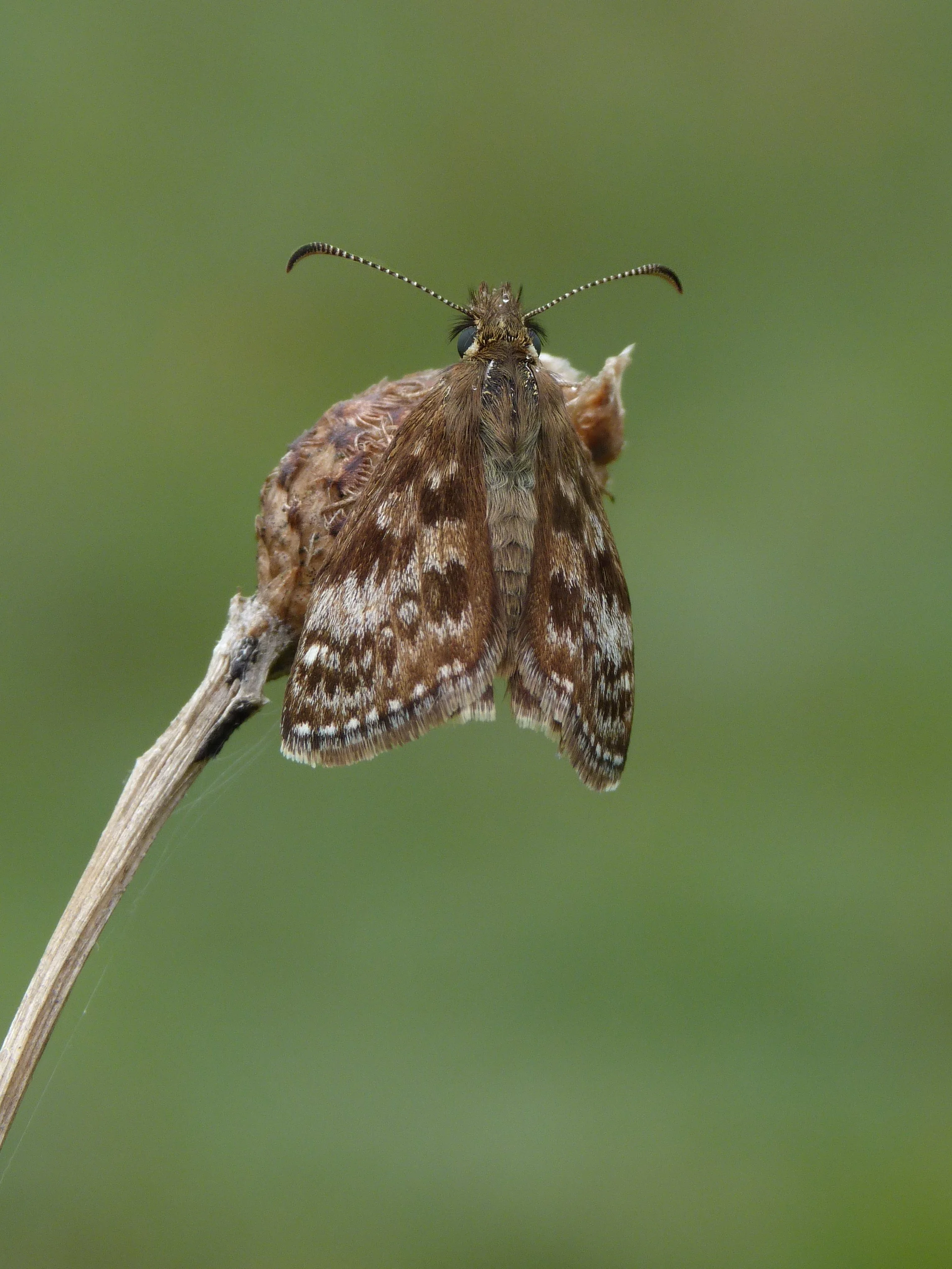  Dingy Skipper,  Erynnis tages . 