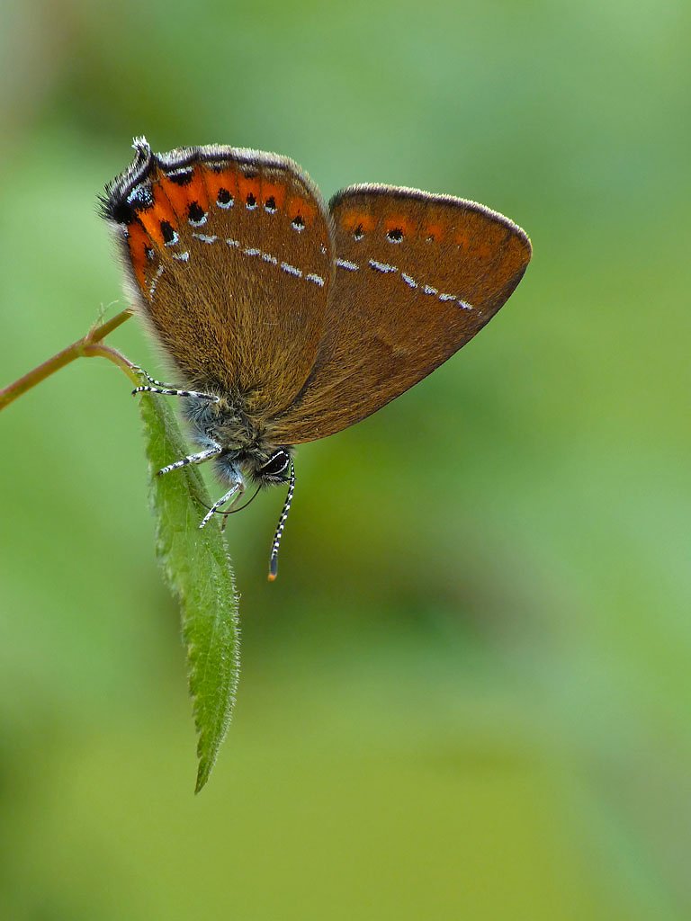  Black Hairstreak,  Satyrium pruni  (male). 