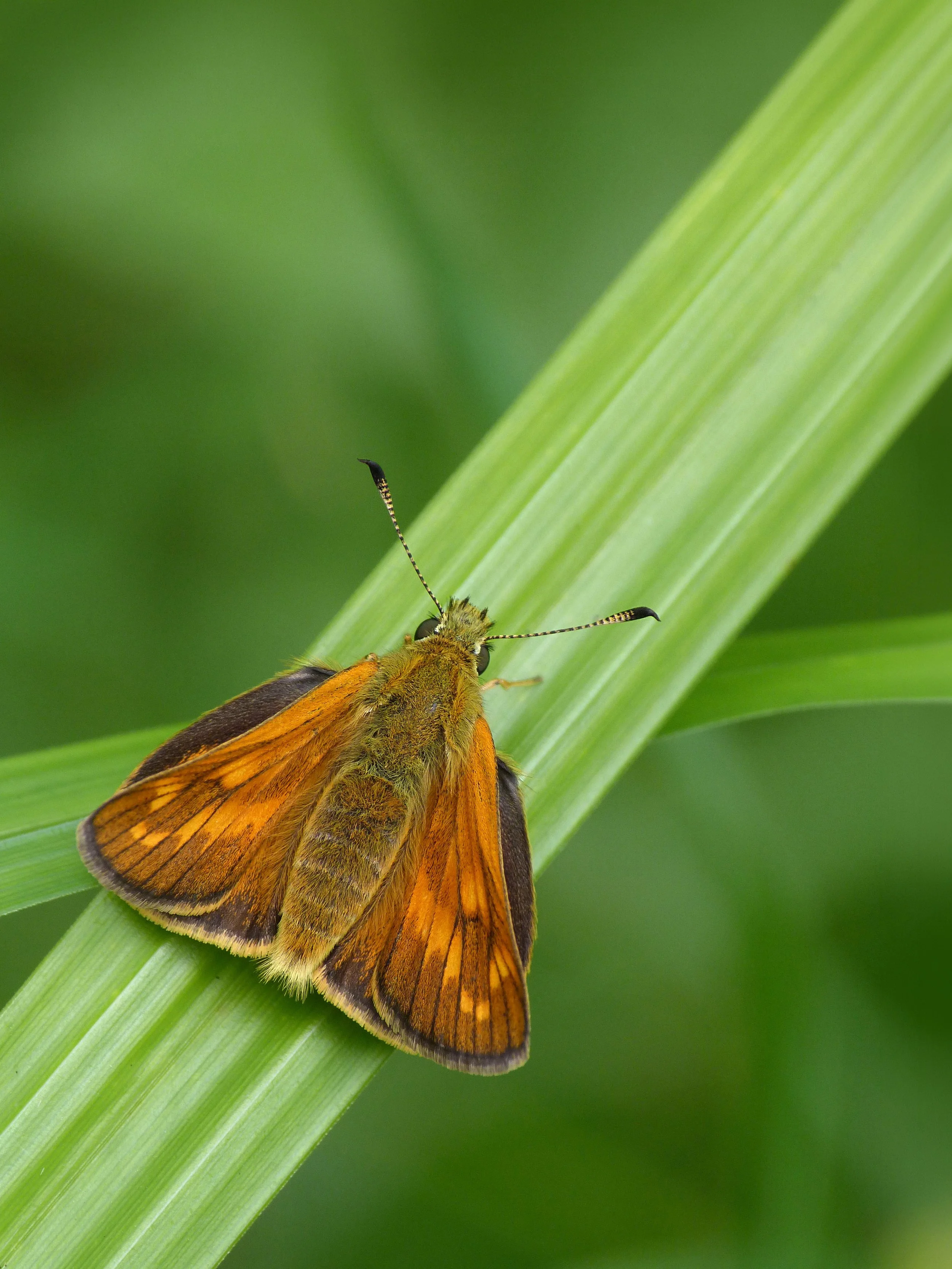  Large Skipper  Ochlodes sylvanus  (female). 