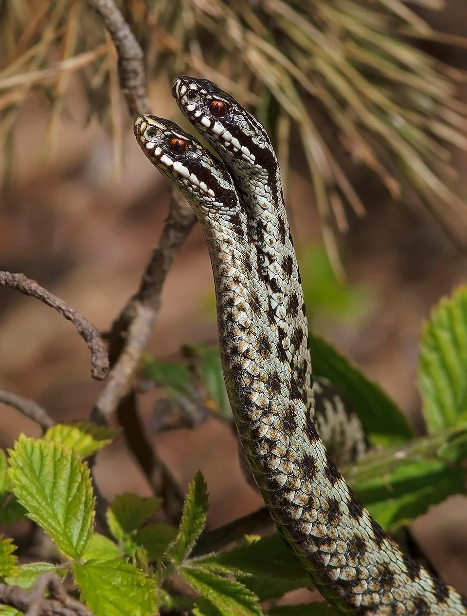  European Adder  Vipera berus  (males). 