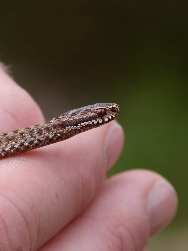  European Adder  Vipera berus  (yearling male). WARNING: Never pick up an Adder. This&nbsp;juvenile male is being held by an experienced handler as part of an Adder research project. 