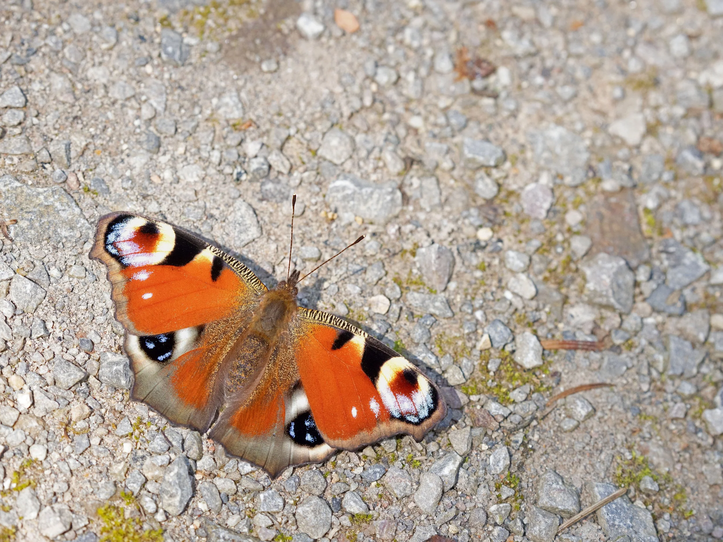  Peacock,  Aglais io  (male). 