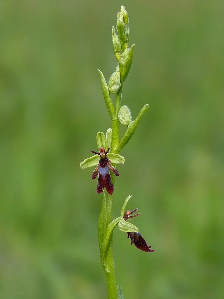  Fly Orchid,  Ophrys insectifera . 