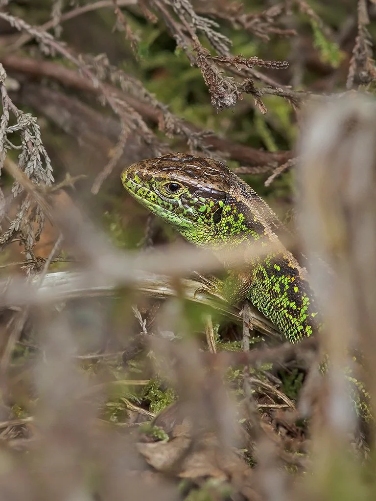  Sand Lizard,  Lacerta agilis  (male). West Sussex heathland, April 2014. 
