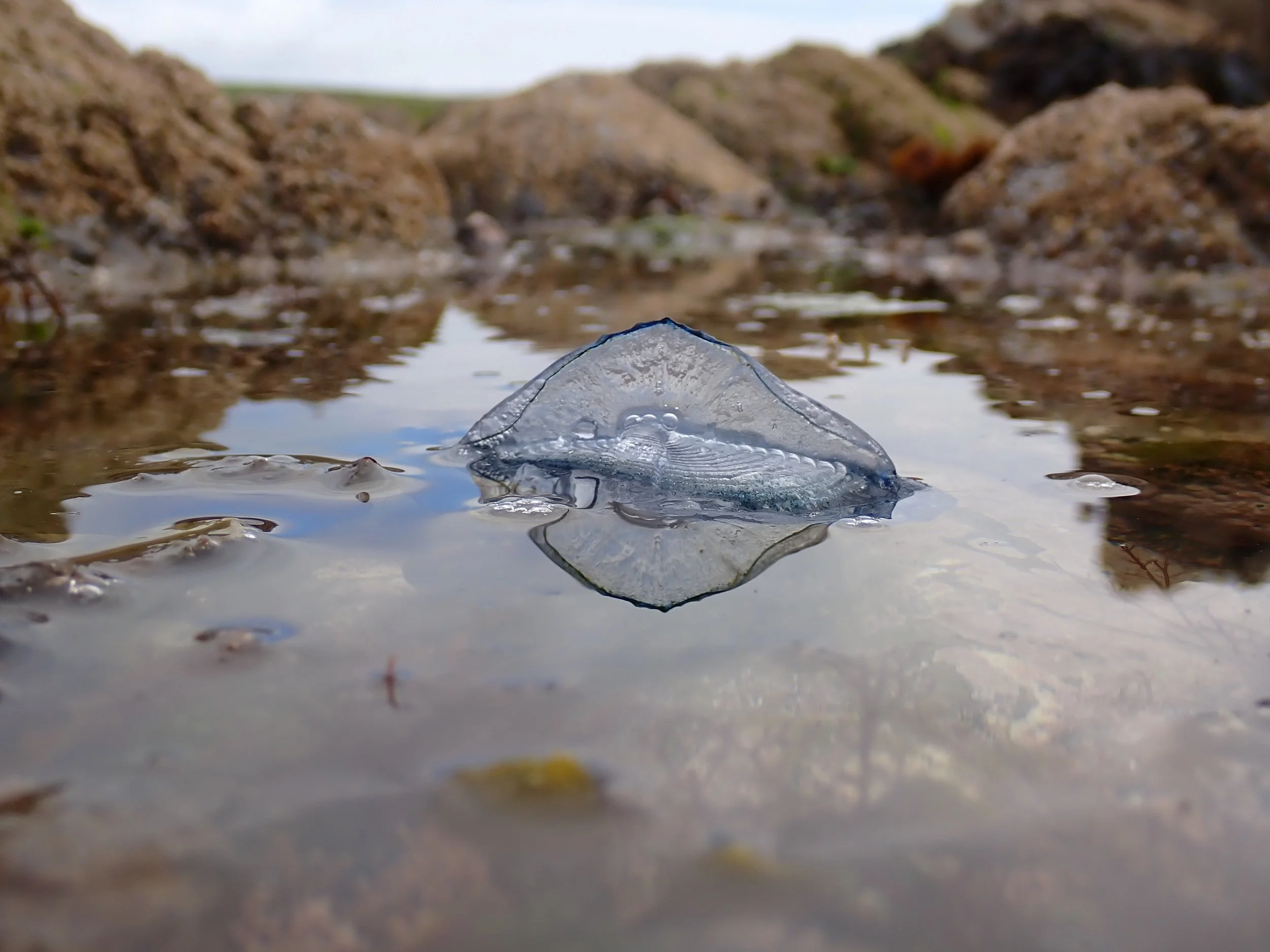  By-the-wind-sailor,  Velella velella.  
