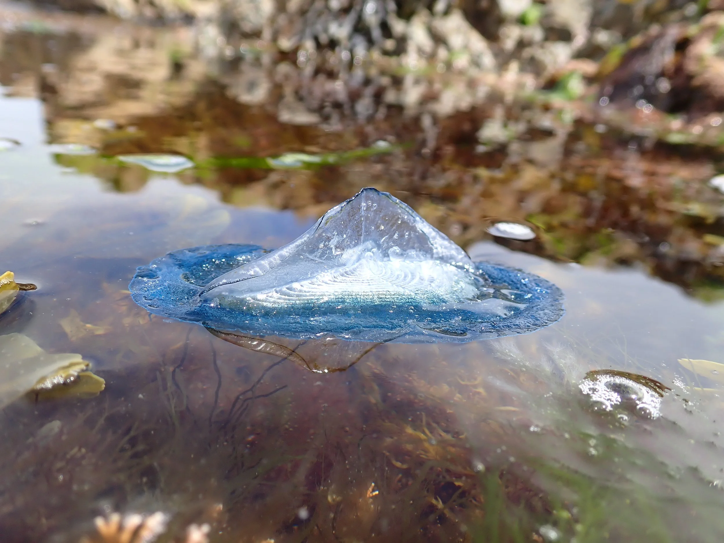  By-the-wind-sailor,  Velella velella.  