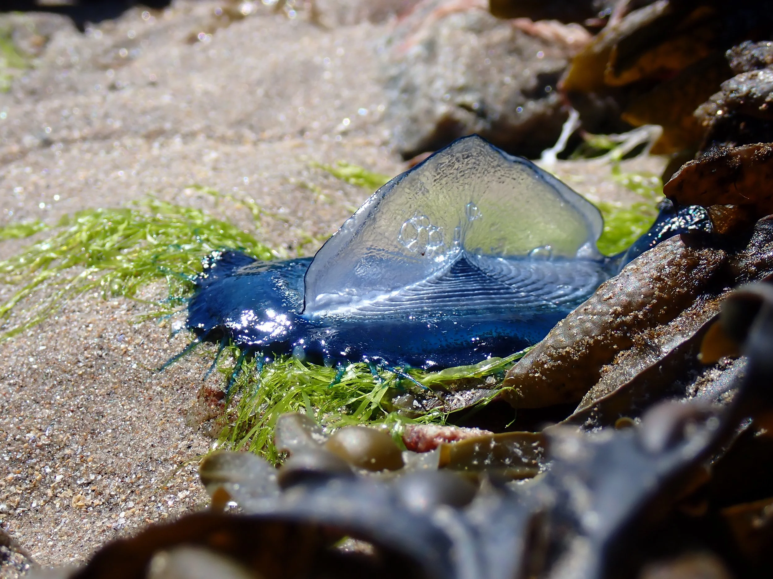  By-the-wind-sailor,  Velella velella.  
