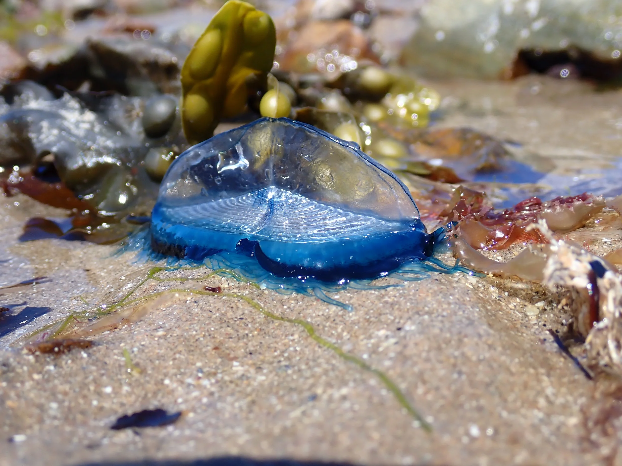  By-the-wind-sailor,  Velella velella.  