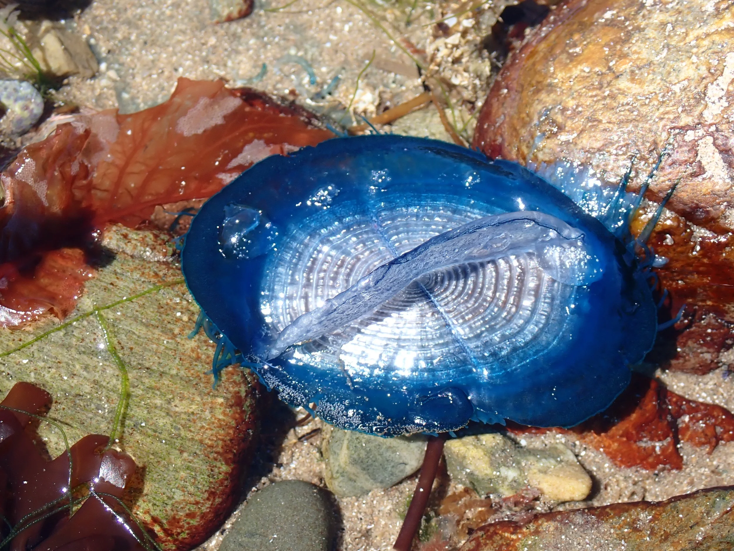  By-the-wind-sailor,  Velella velella.  