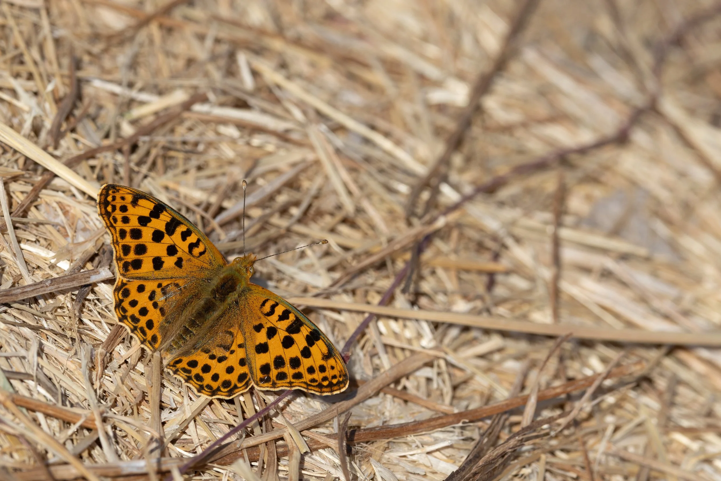  Queen of Spain Fritillary,  Issoria lathonia.  