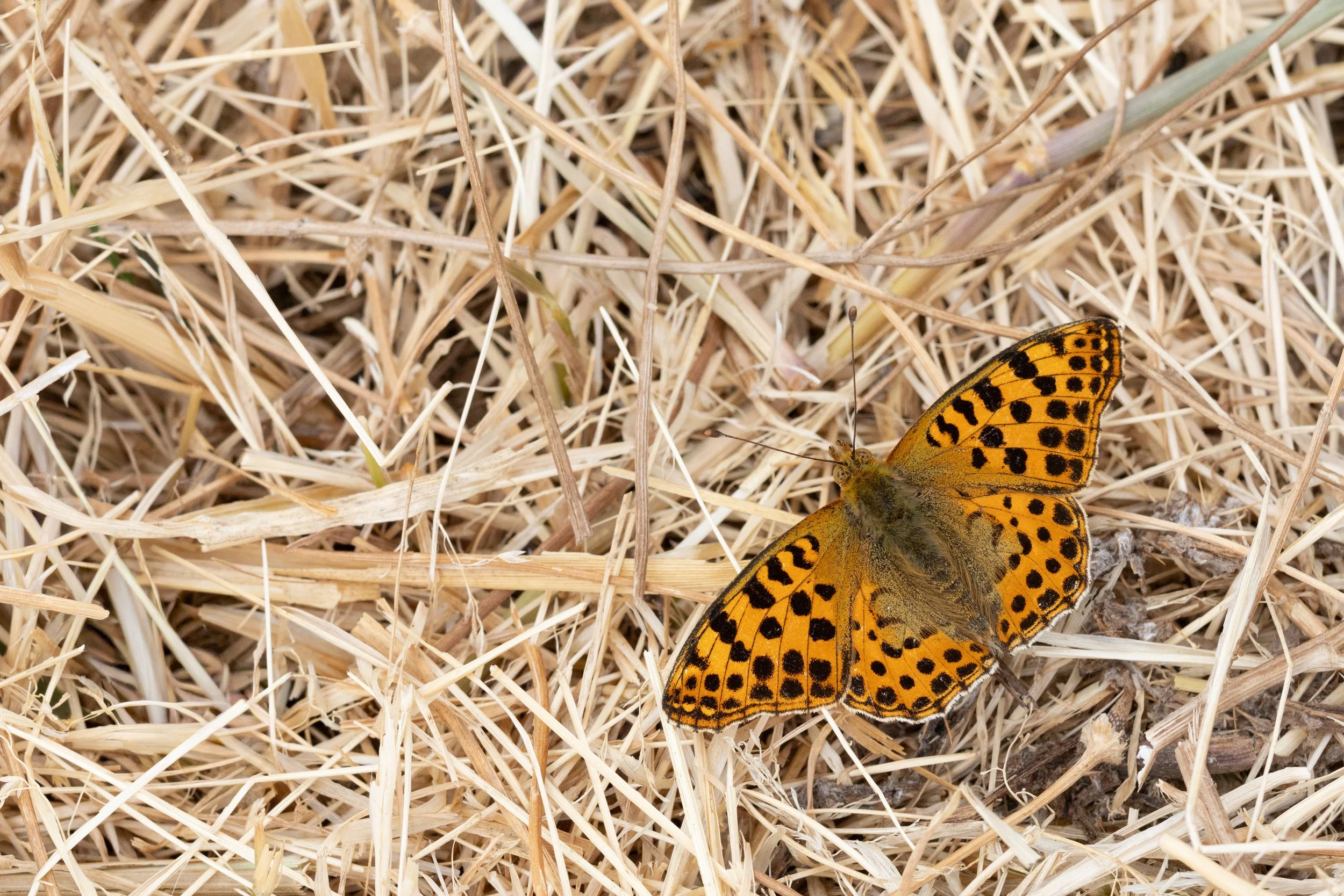  Queen of Spain Fritillary,  Issoria lathonia.  