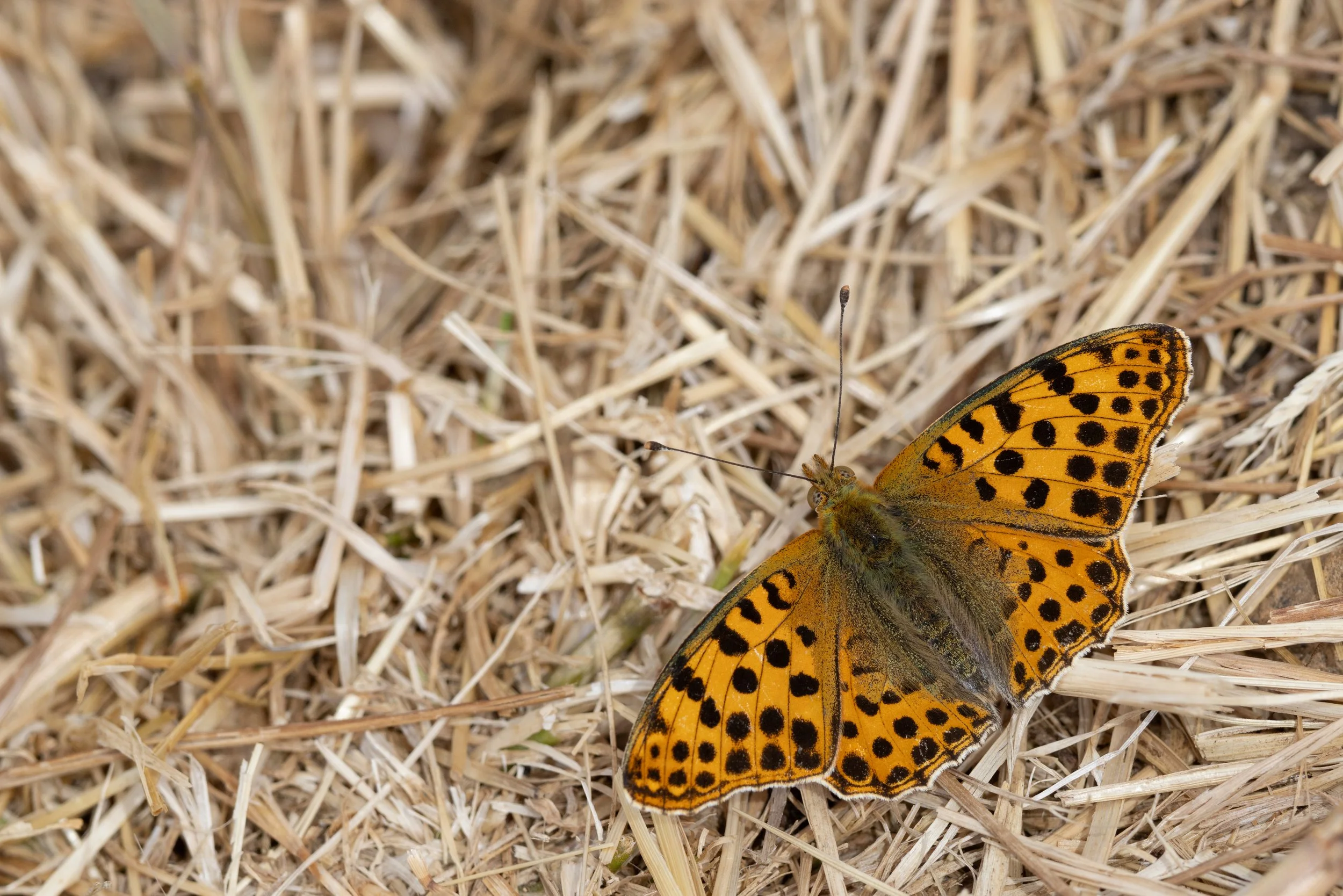  Queen of Spain Fritillary,  Issoria lathonia.  
