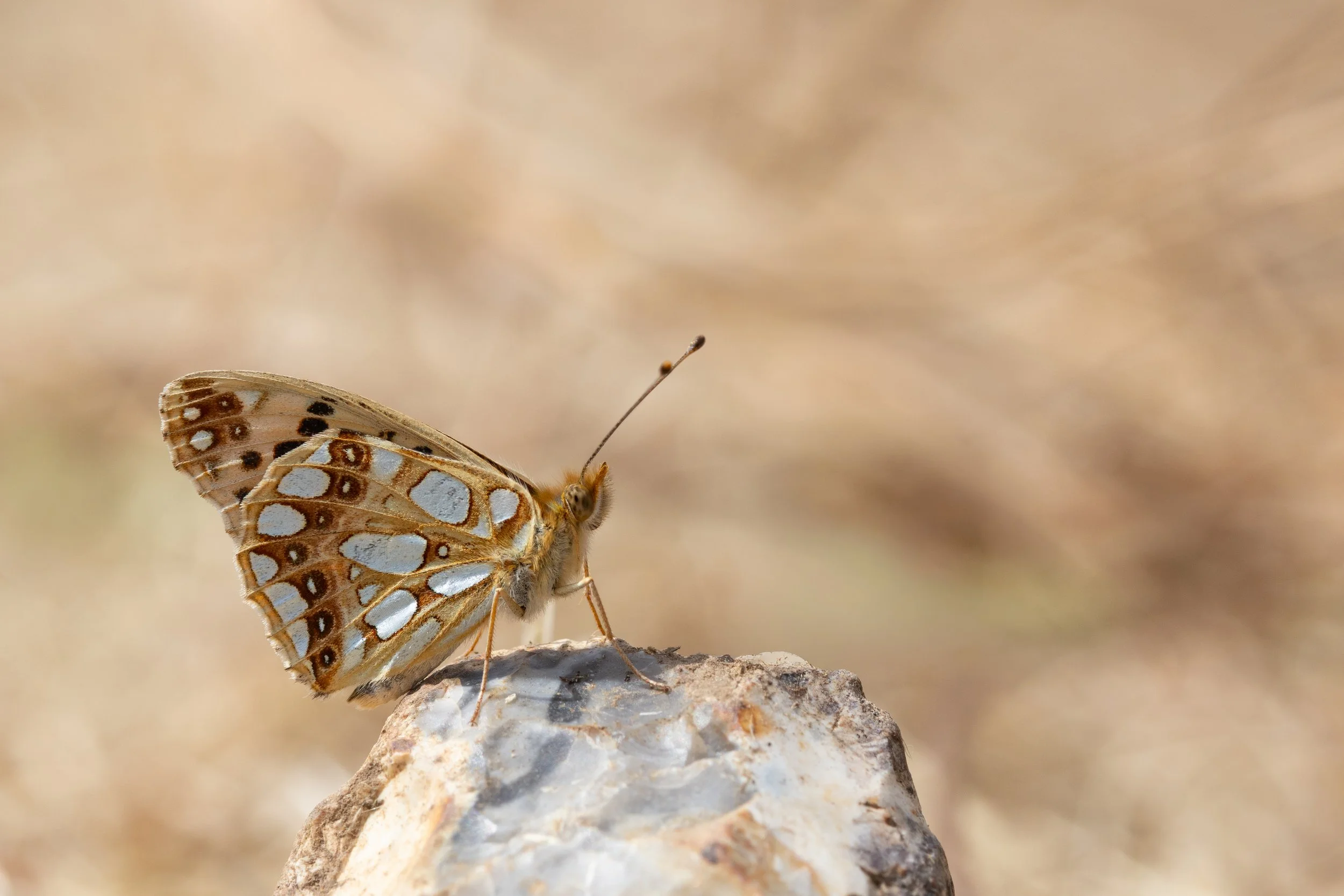  Queen of Spain Fritillary,  Issoria lathonia.  