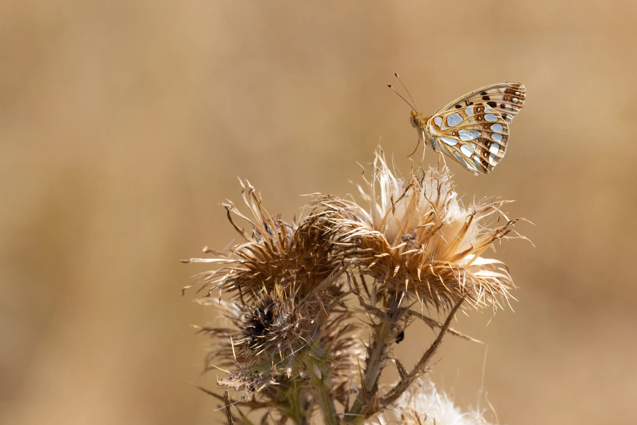  Queen of Spain Fritillary,  Issoria lathonia.  