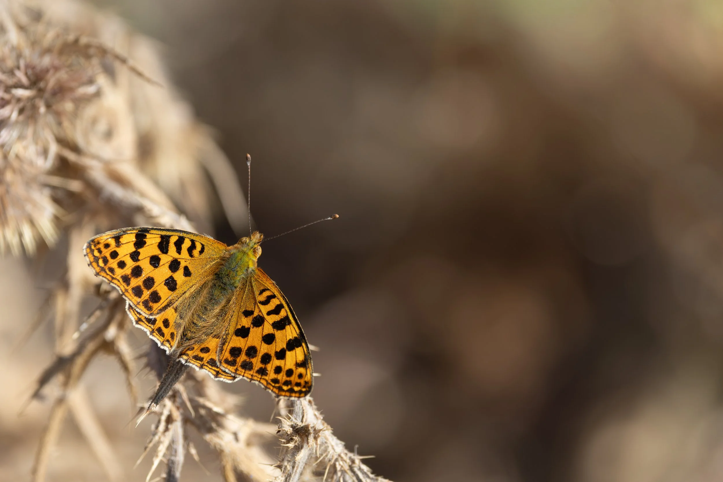  Queen of Spain Fritillary,  Issoria lathonia.  