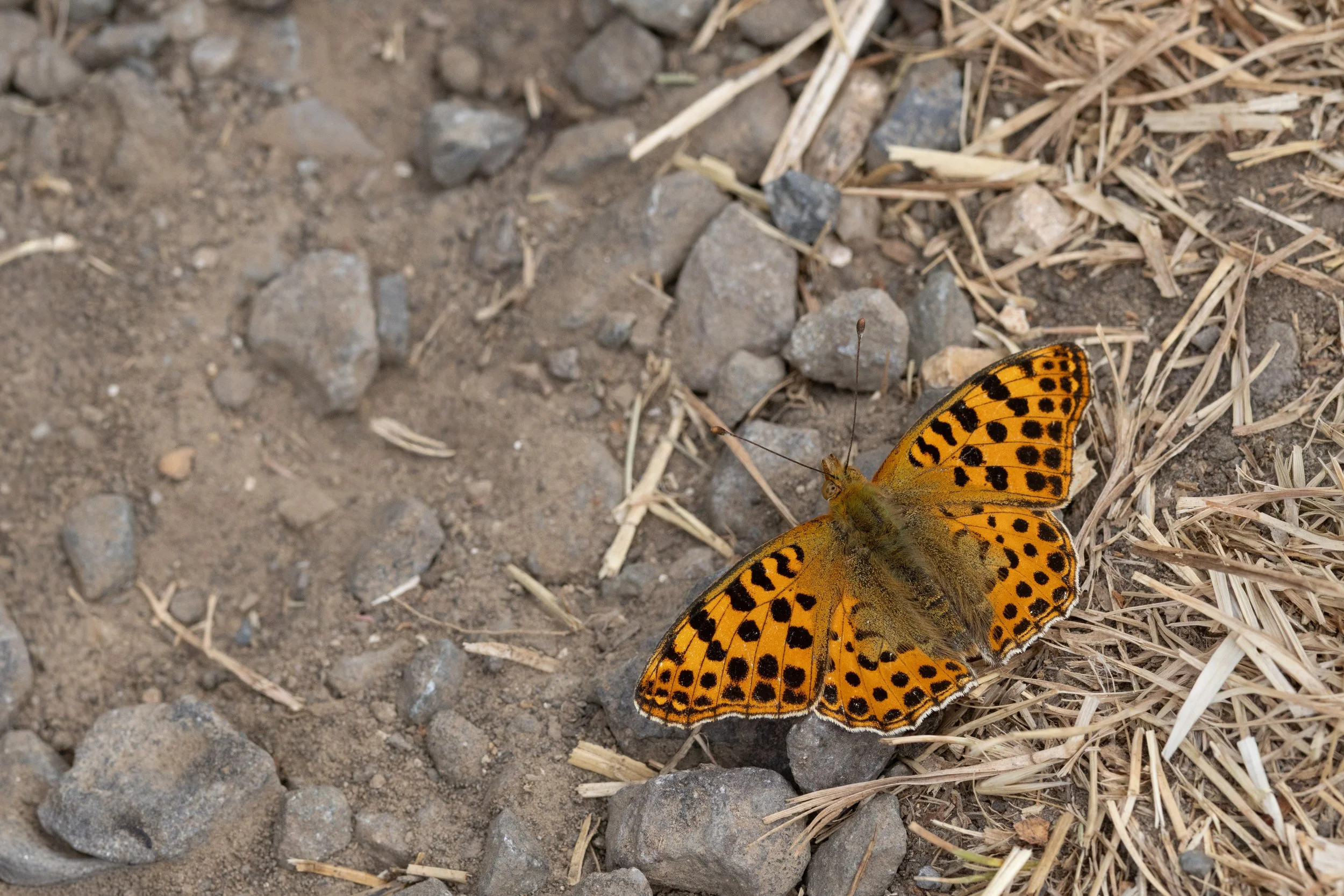  Queen of Spain Fritillary,  Issoria lathonia.  