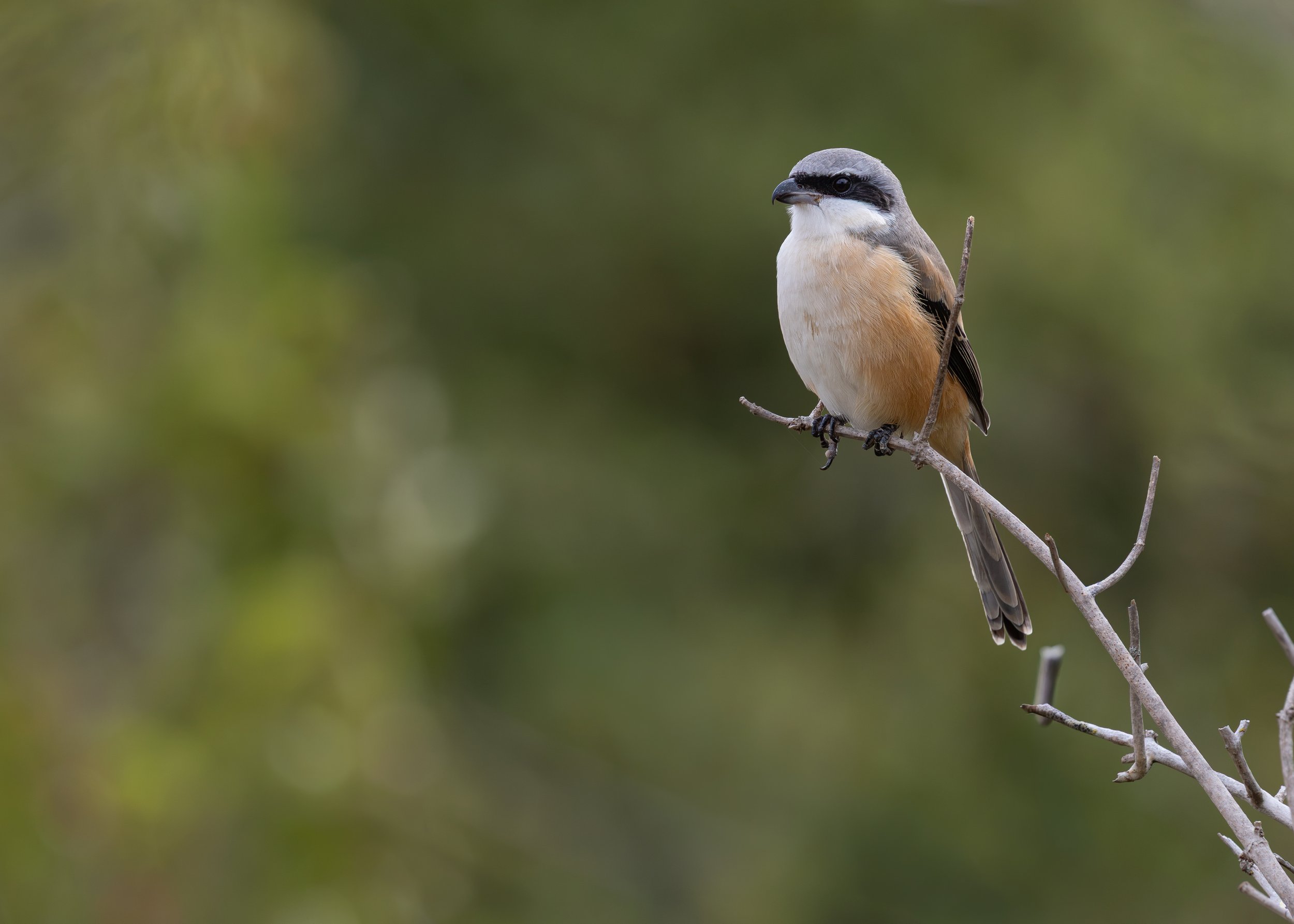  Long-tailed Shrike,  Lanius schach.  