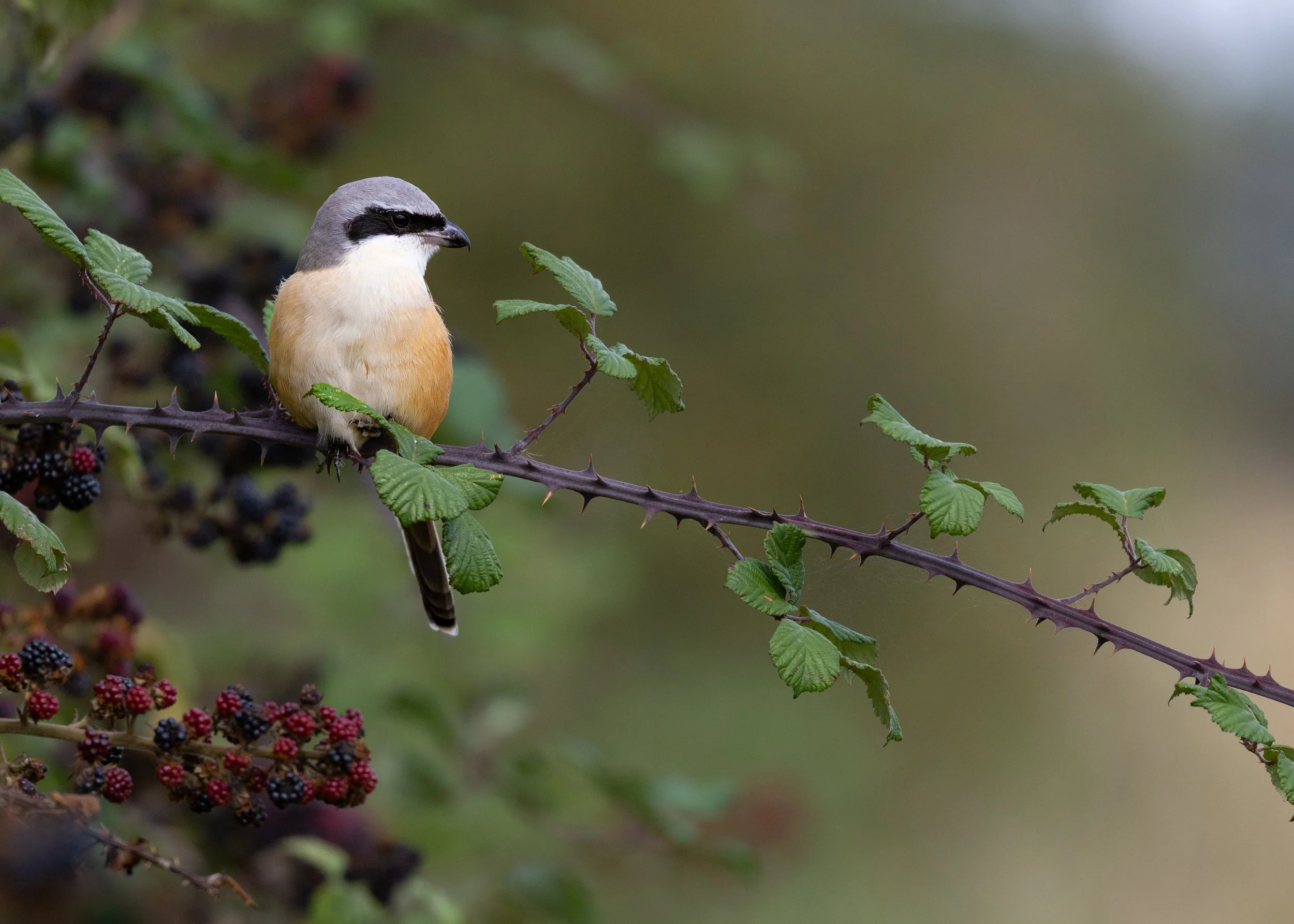  Long-tailed Shrike,  Lanius schach.  