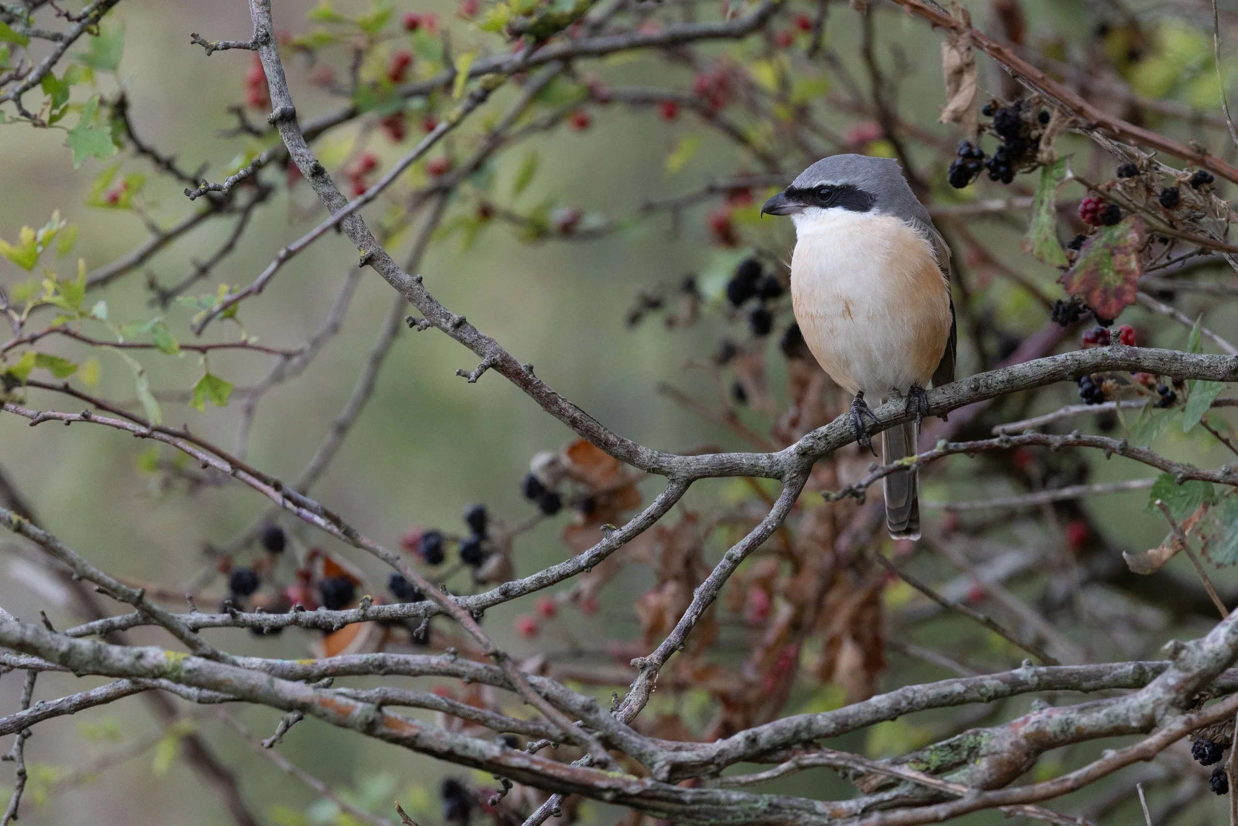  Long-tailed Shrike,  Lanius schach.  